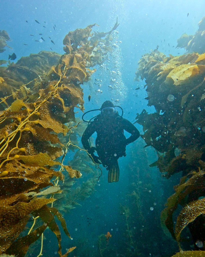 An underwater scene with a diver swimming between two tall kelp forests, surrounded by small fish.