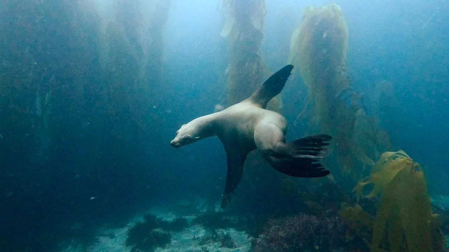 An underwater scene featuring a sea lion swimming among kelp and other aquatic plants in the ocean.
