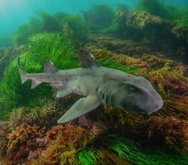 A small shark swimming near a green aquatic plant on the ocean floor, surrounded by rocks and seaweed.