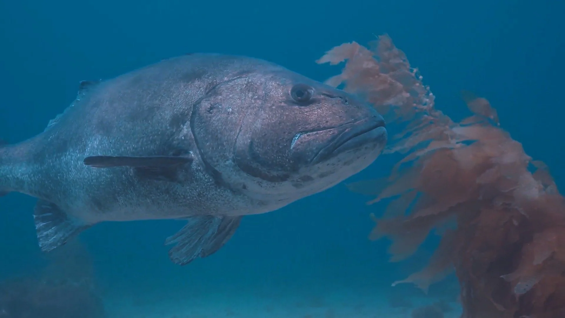 Close-up of a large fish swimming underwater near a rock formation or coral.