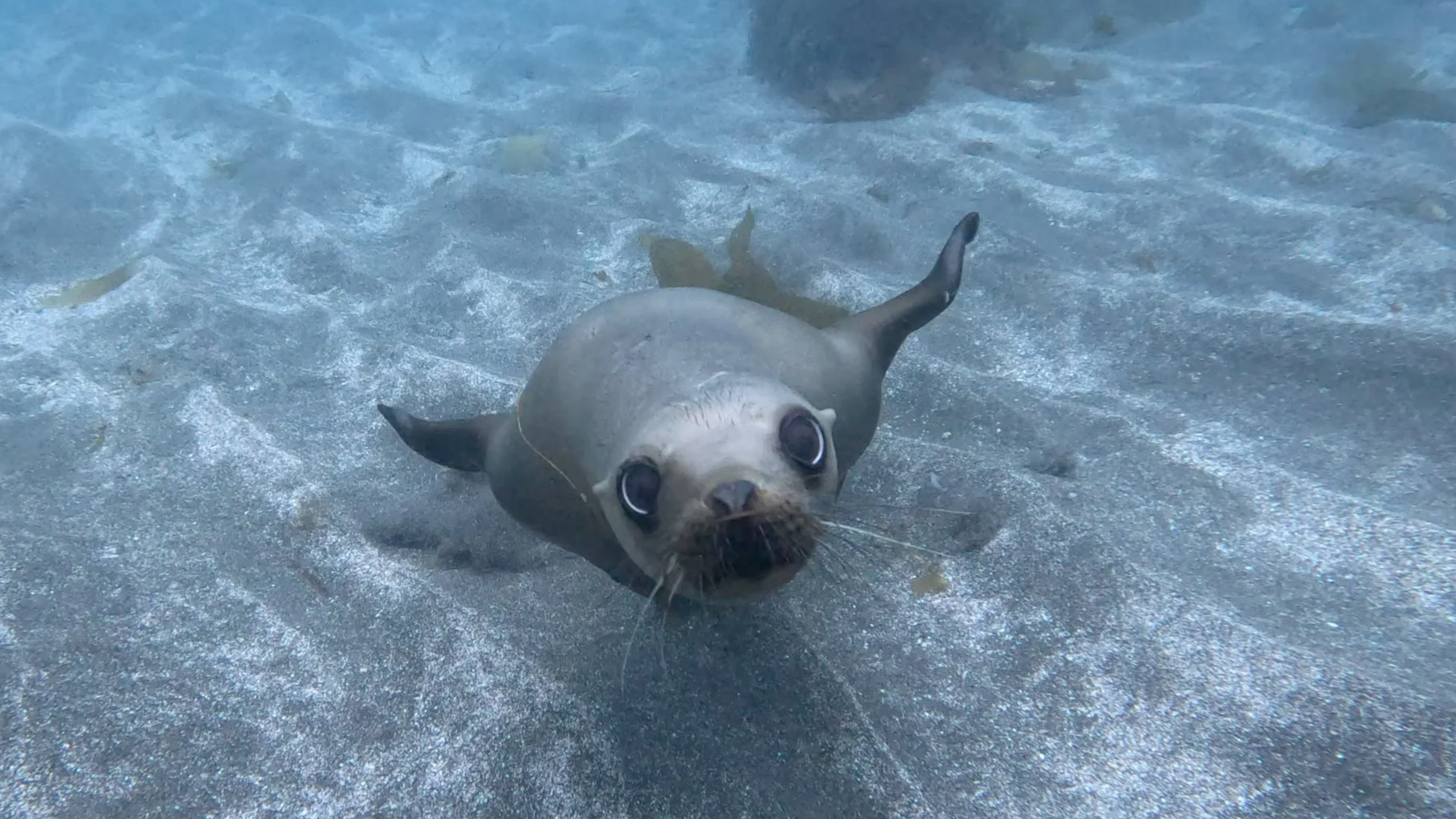 A baby seal lying on the sandy shore, with wet fur and big, round eyes.