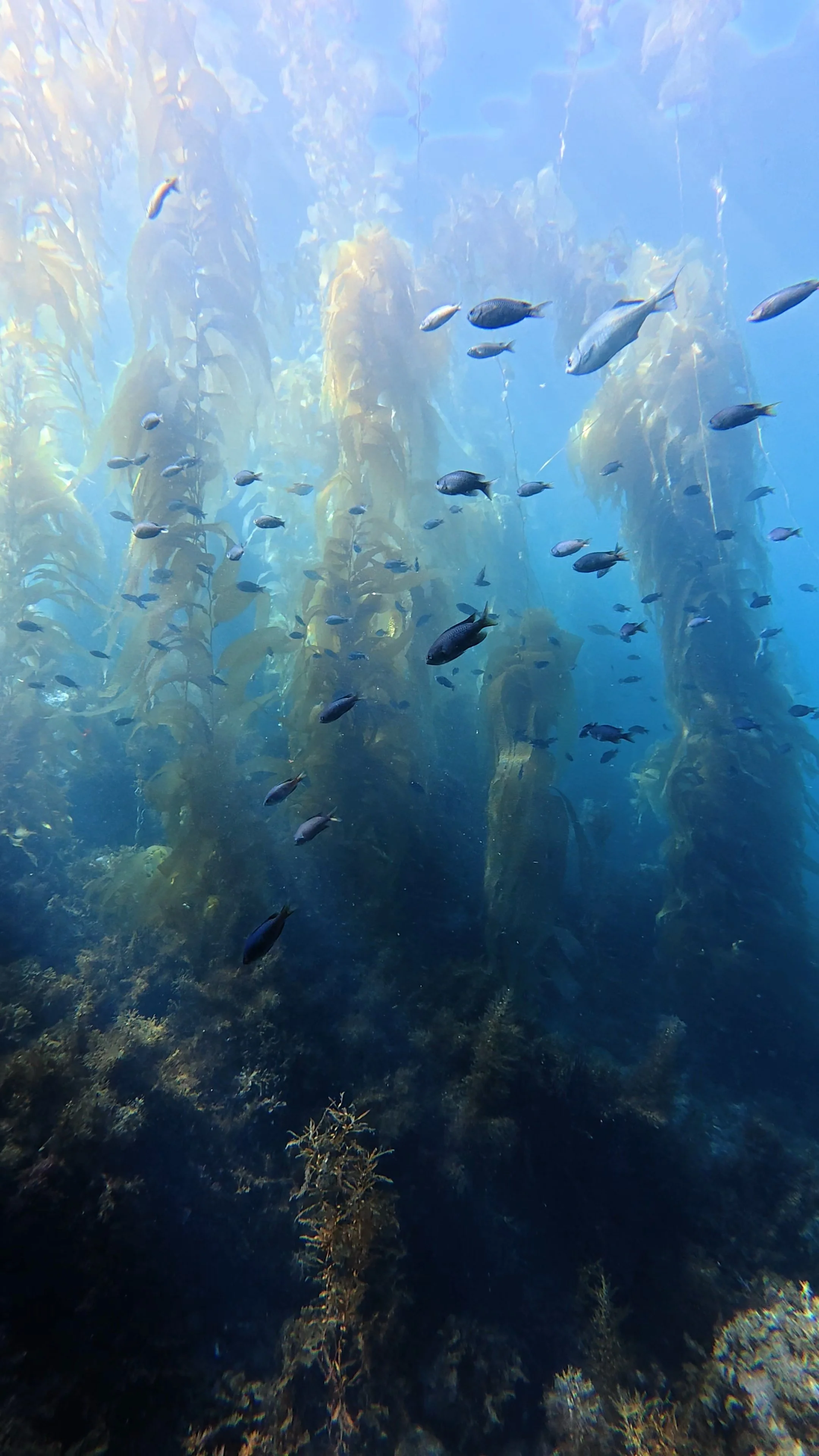 Underwater scene with schools of fish swimming near ocean plants and corals