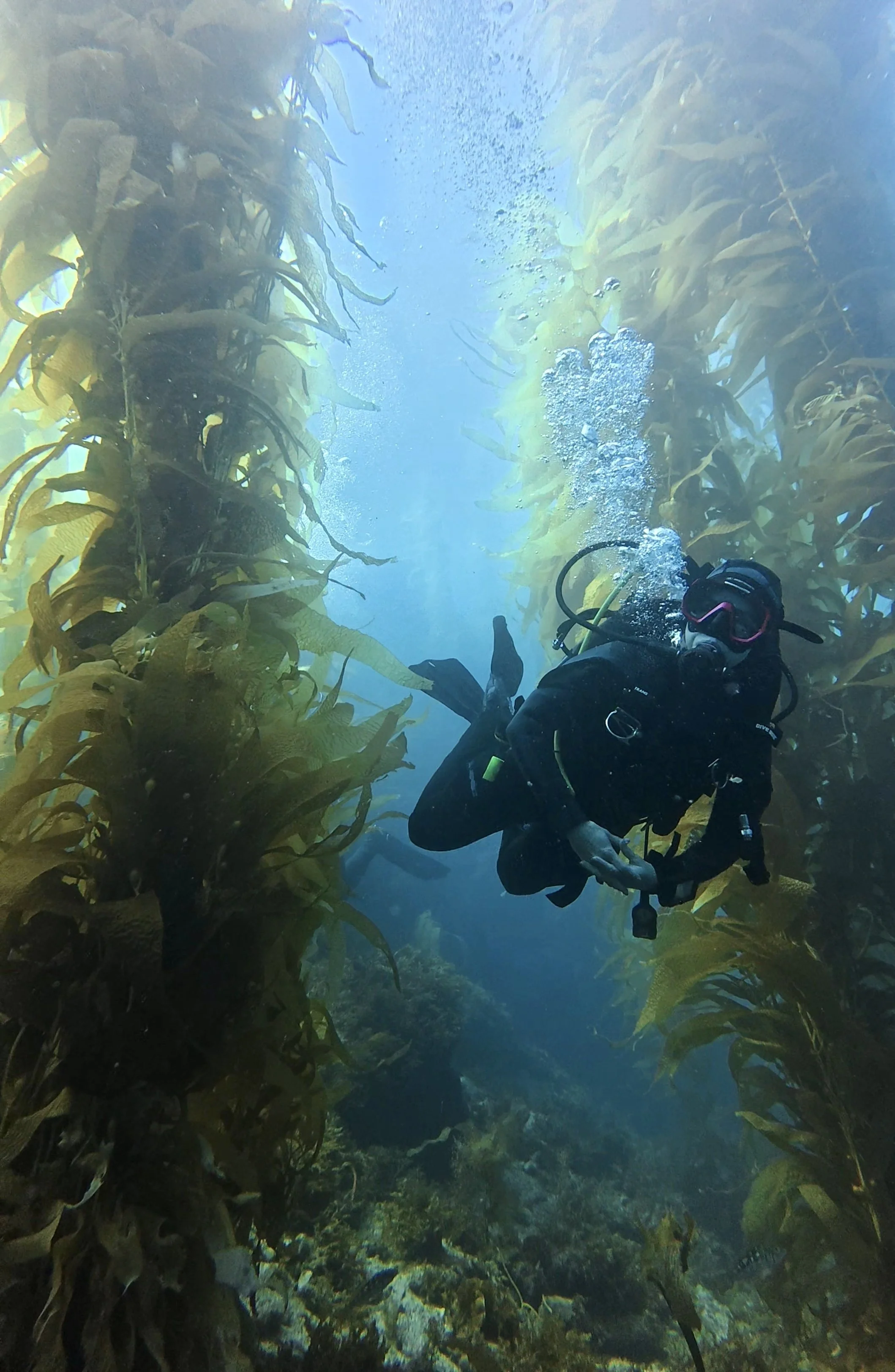 A scuba diver swimming among tall kelp plants underwater with a trail of bubbles rising above.