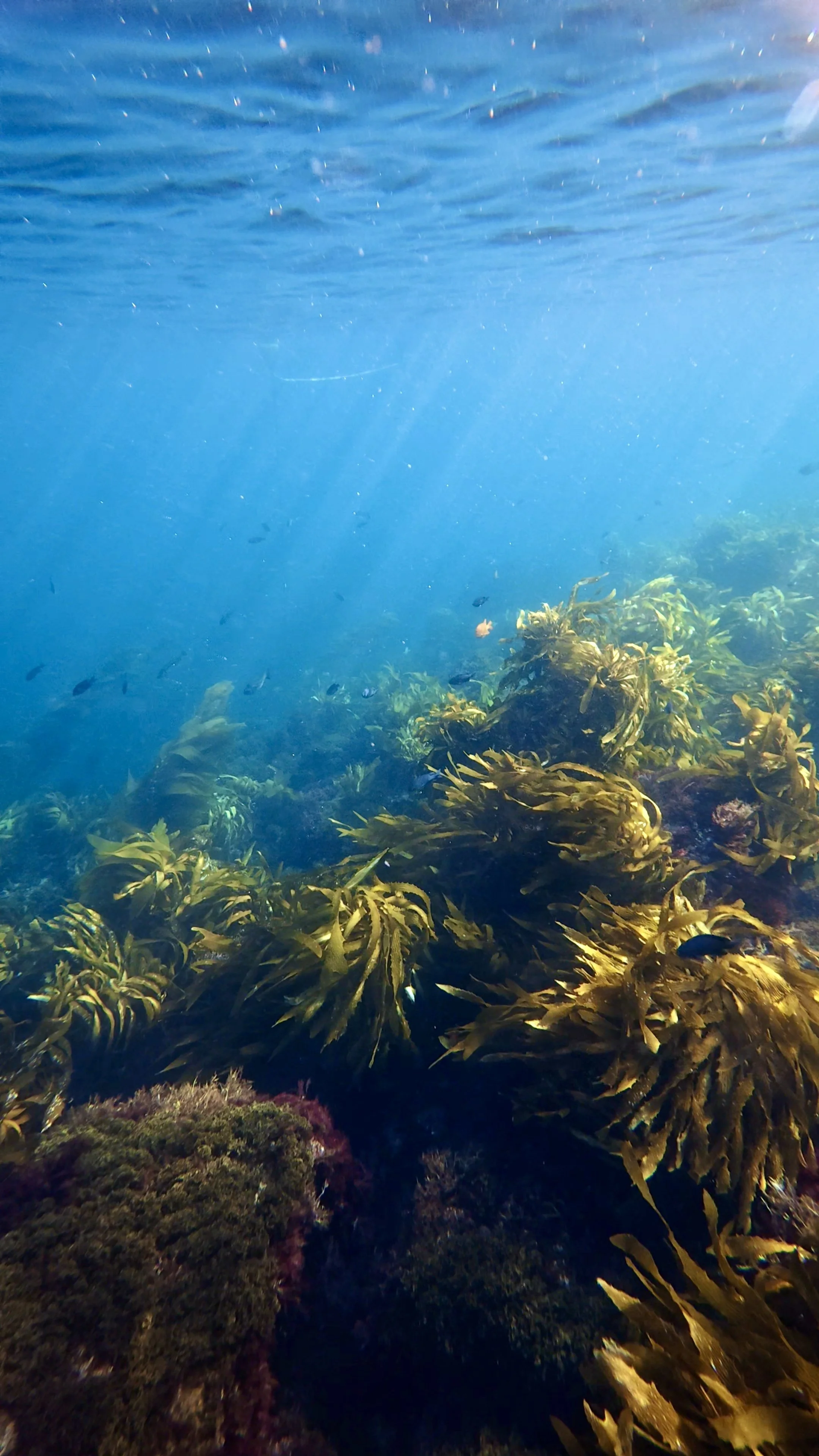 Underwater scene with various brown and green seaweed and rocks, blue water, and fish in the distance.