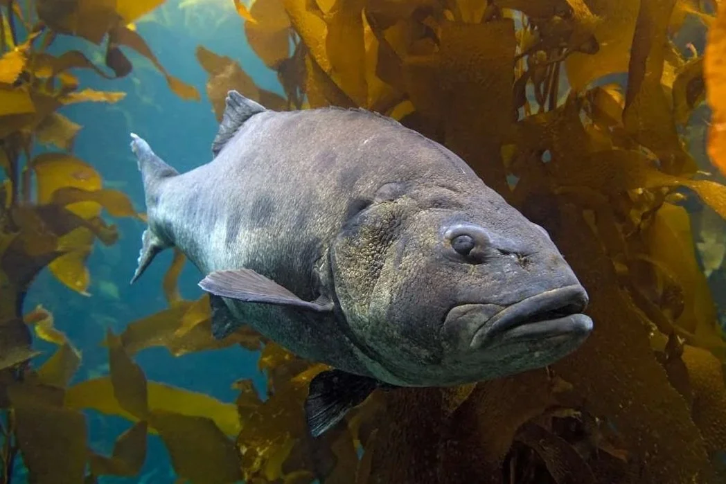 A fish with a large, rounded body and a broad face swimming in an underwater kelp forest.