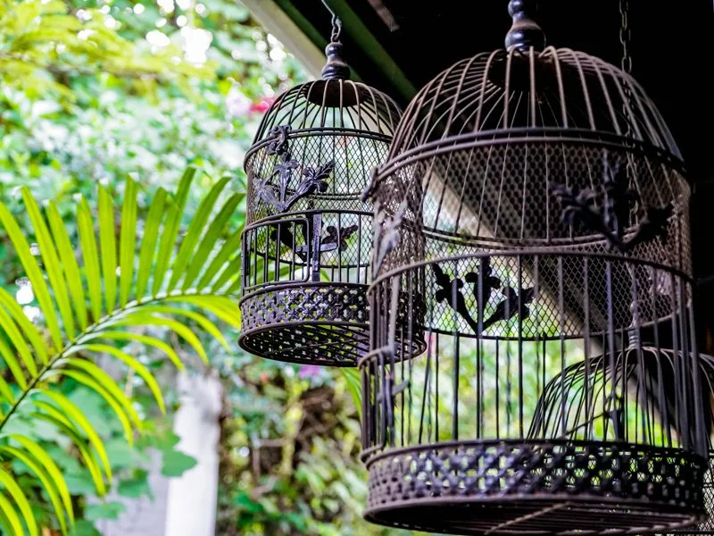 Two black birdcages hanging outdoors with birds inside, surrounded by lush green plants and foliage.