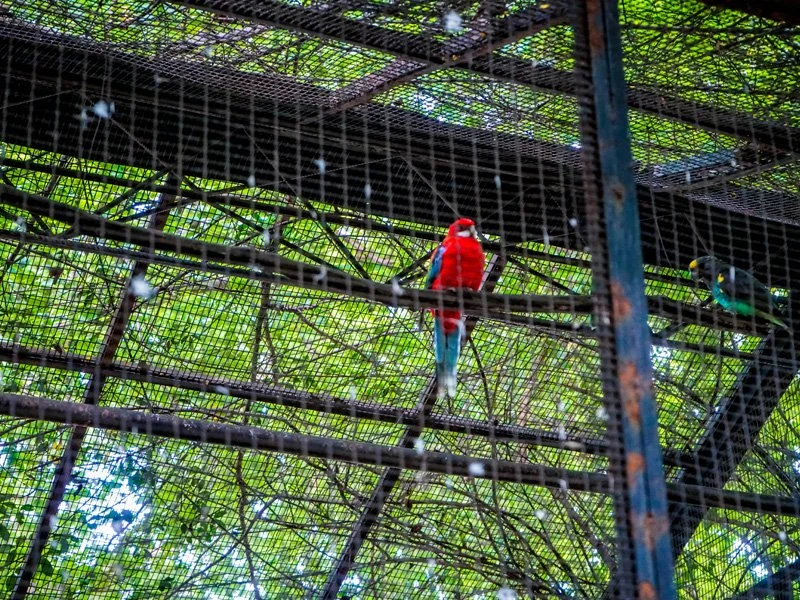 Colorful parrots inside a metal cage with green foliage in the background.