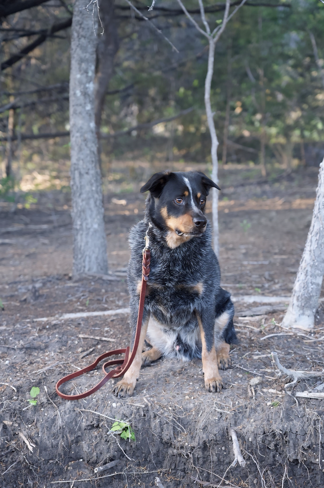 A dog with black, tan, and white fur sitting on dirt in a wooded area with trees in the background.