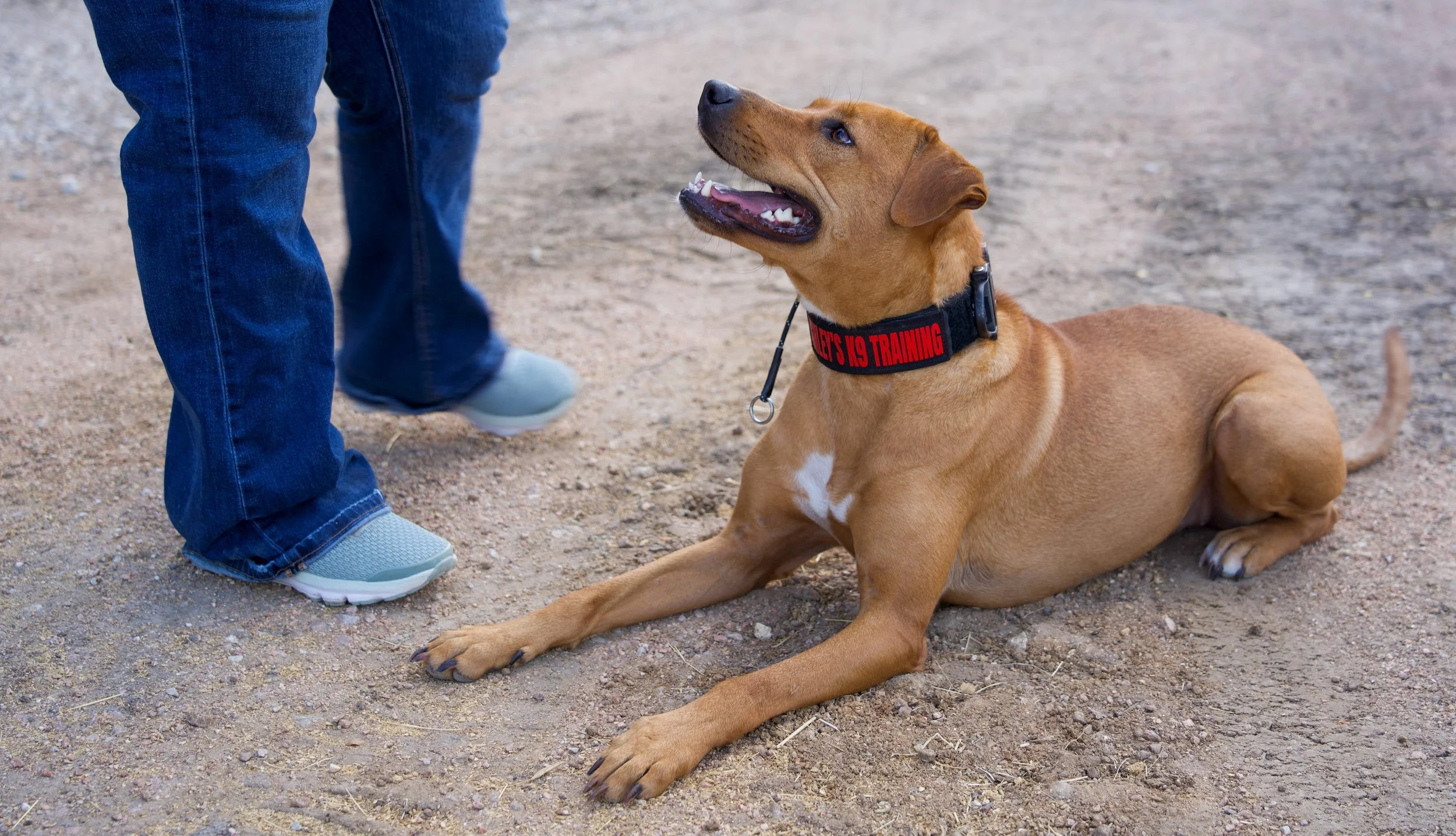 A brown dog lying on the ground, looking up at a person standing nearby. The dog is wearing a collar that reads 'SHE'S IN TRAINING'. The person's legs and feet are visible, wearing blue jeans and sneakers, standing on a gravel surface.