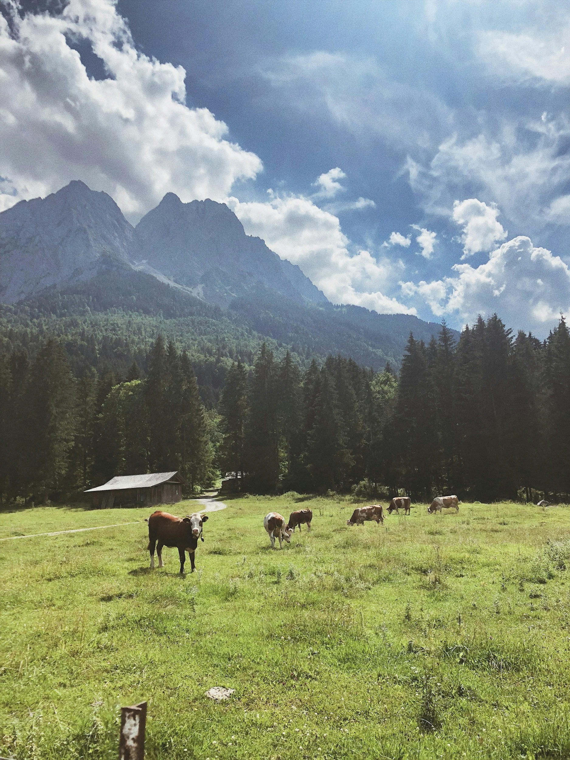 A scenic view of a mountain landscape with a clear blue sky and scattered white clouds. In the foreground, there is a green grassy field with cows grazing and a few wooden structures surrounded by tall trees.