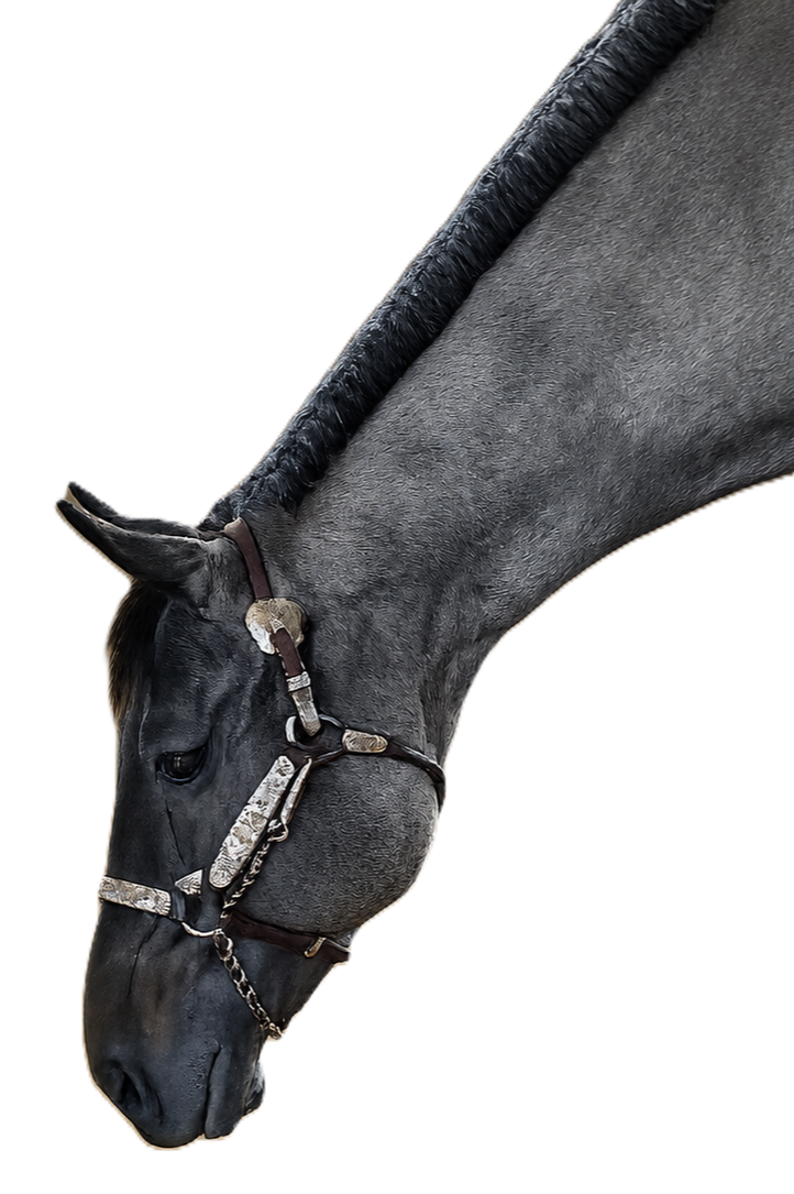 Close-up of a black horse's head and neck with a bridle, showing the horse's dark coat and mane.