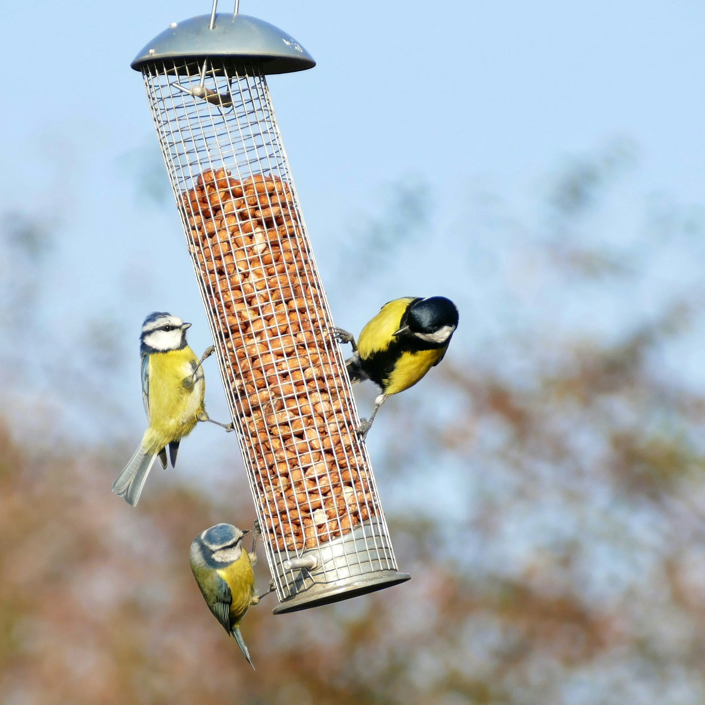 Two small songbirds perched on a metal bird feeder filled with peanuts, against a blurred background of sky and trees.