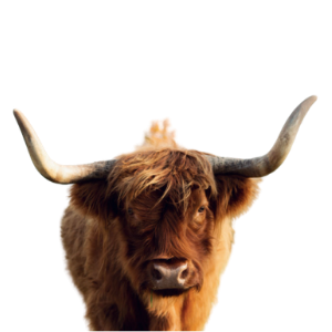 Close-up of a highland cow with large horns and shaggy brown fur.