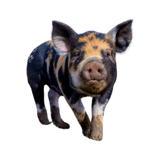A playful piglet with black and brown coloring, walking towards the camera with a black background.