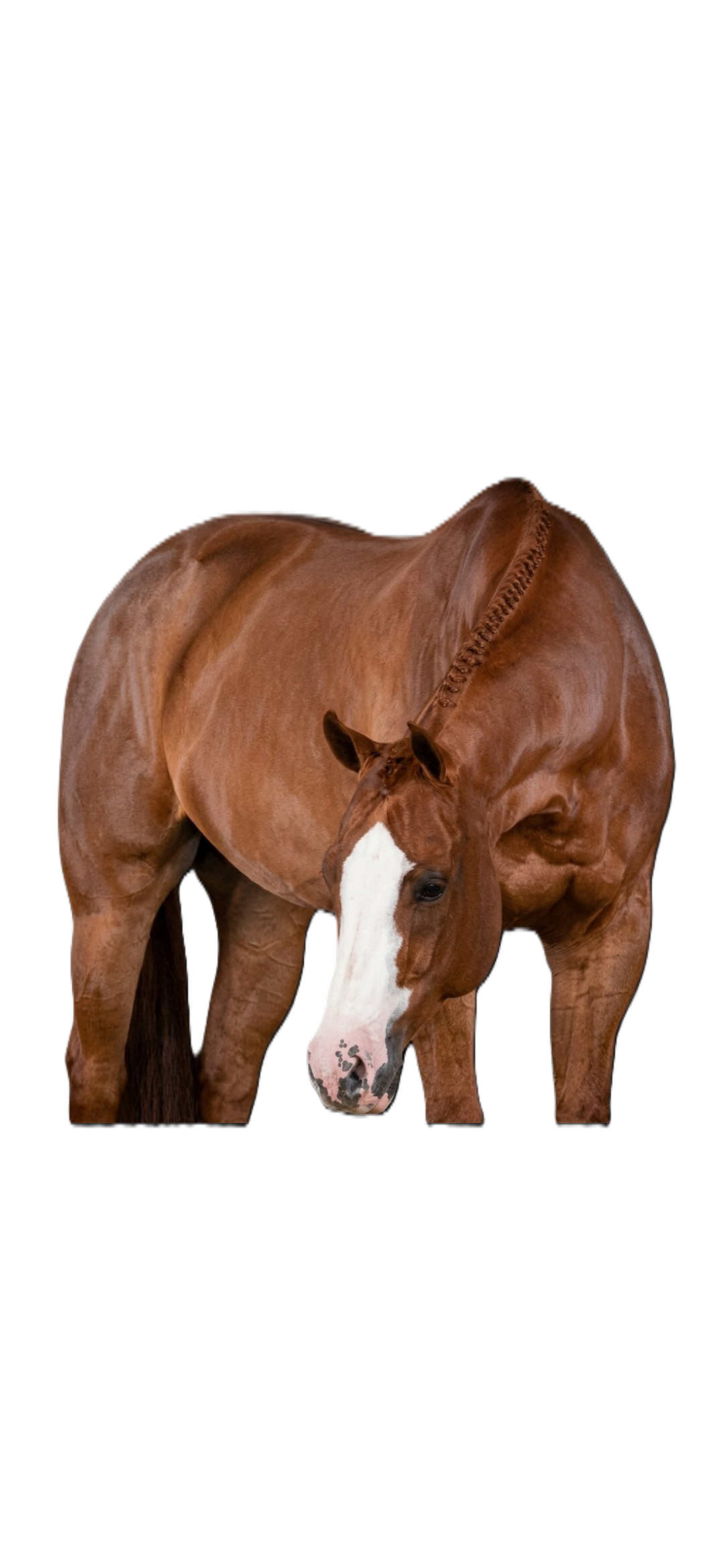 A brown horse with a white face stands against a black background.