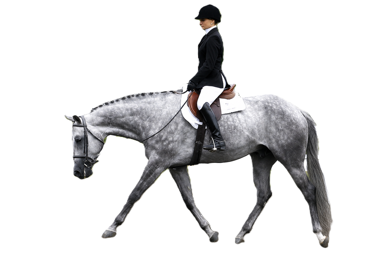 A woman riding a gray horse with a black bridle and saddle, wearing equestrian attire including a black helmet, black jacket, white breeches, and black riding boots, against a plain background.