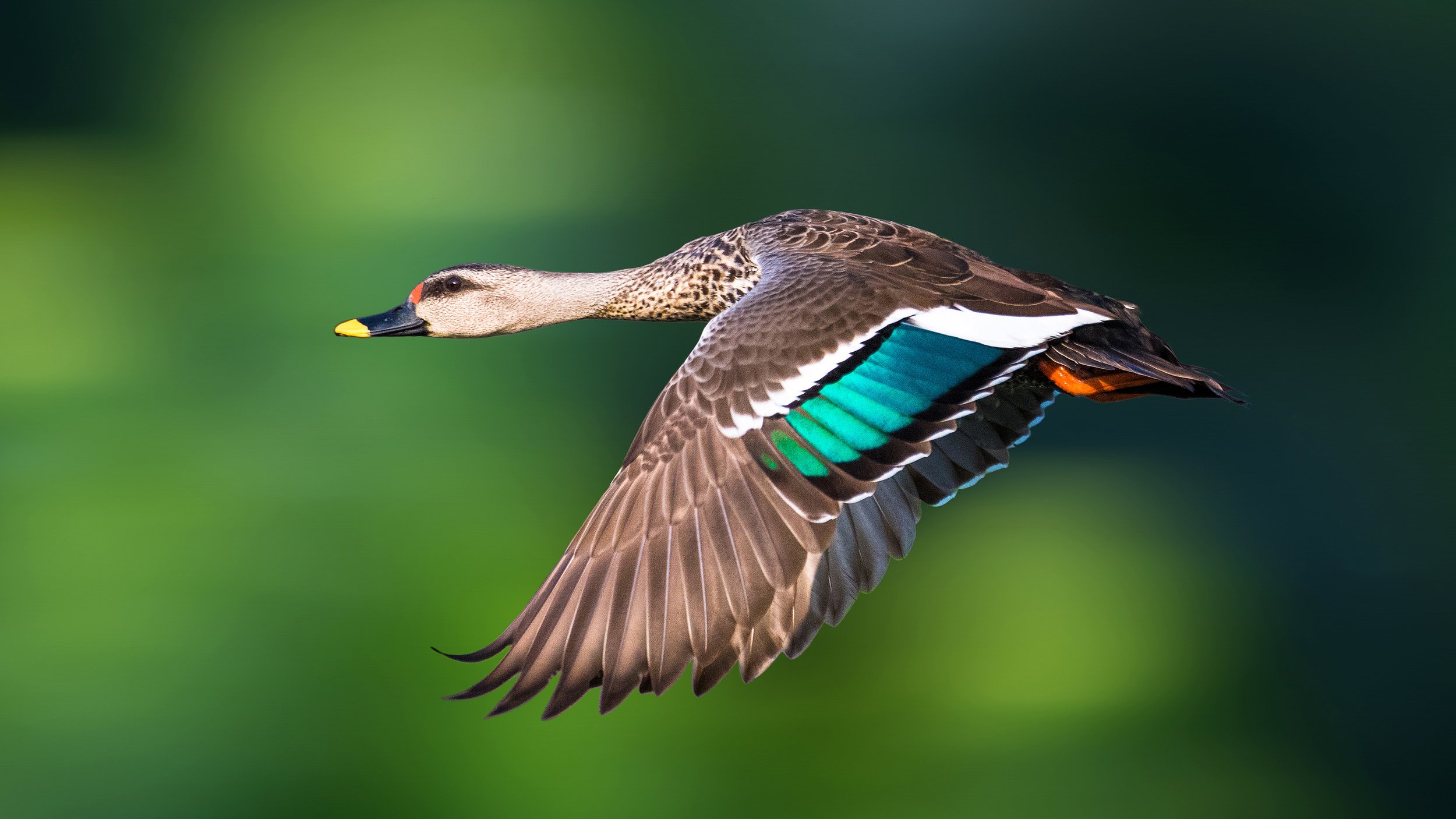 A duck in flight with brown, black, white, and iridescent green feathers against a blurred green background.