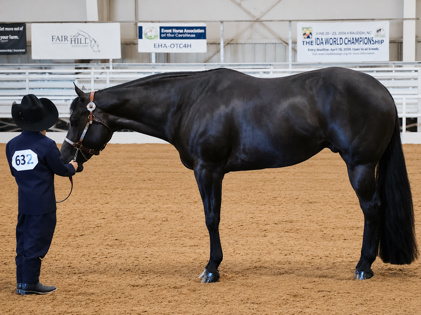 A person in a blue outfit and cowboy hat stands on the sandy arena holding a black horse's bridle. The horse faces the person, head slightly lowered, inside an indoor equestrian arena with advertisements and banners on the wall.