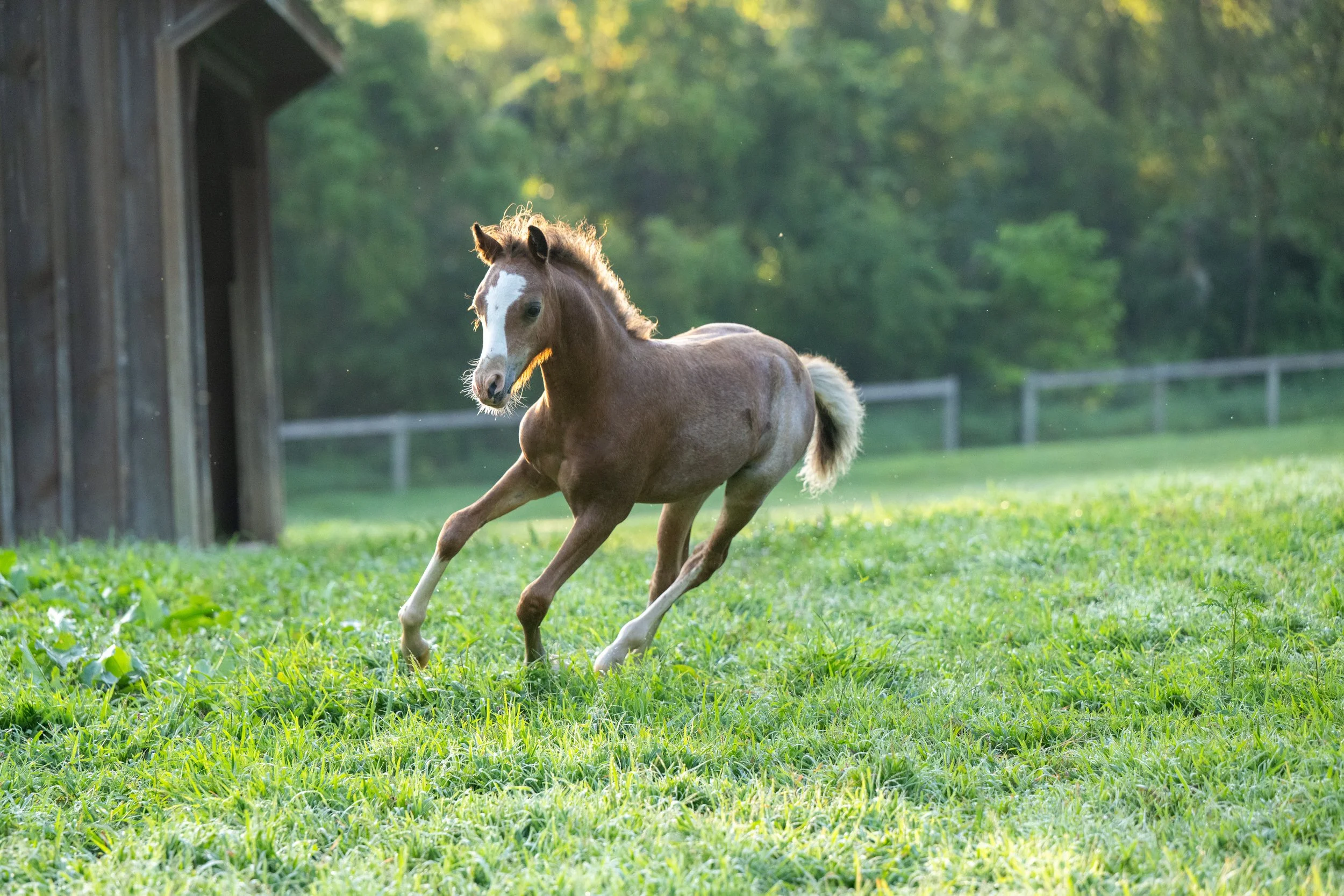 A young brown and white foal running on a grassy field beside a wooden barn with a background of trees in sunlight.