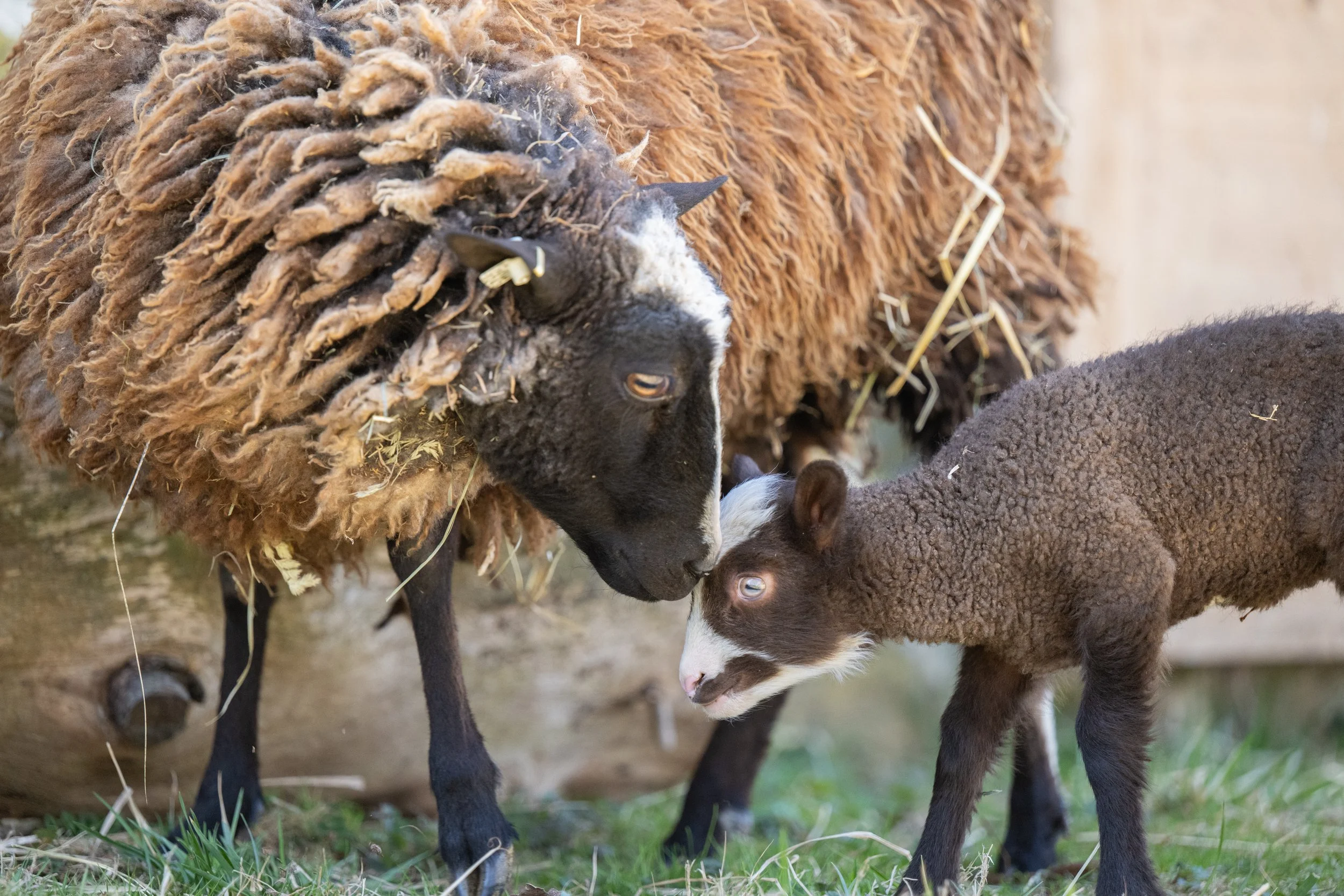 Sheep and baby lamb