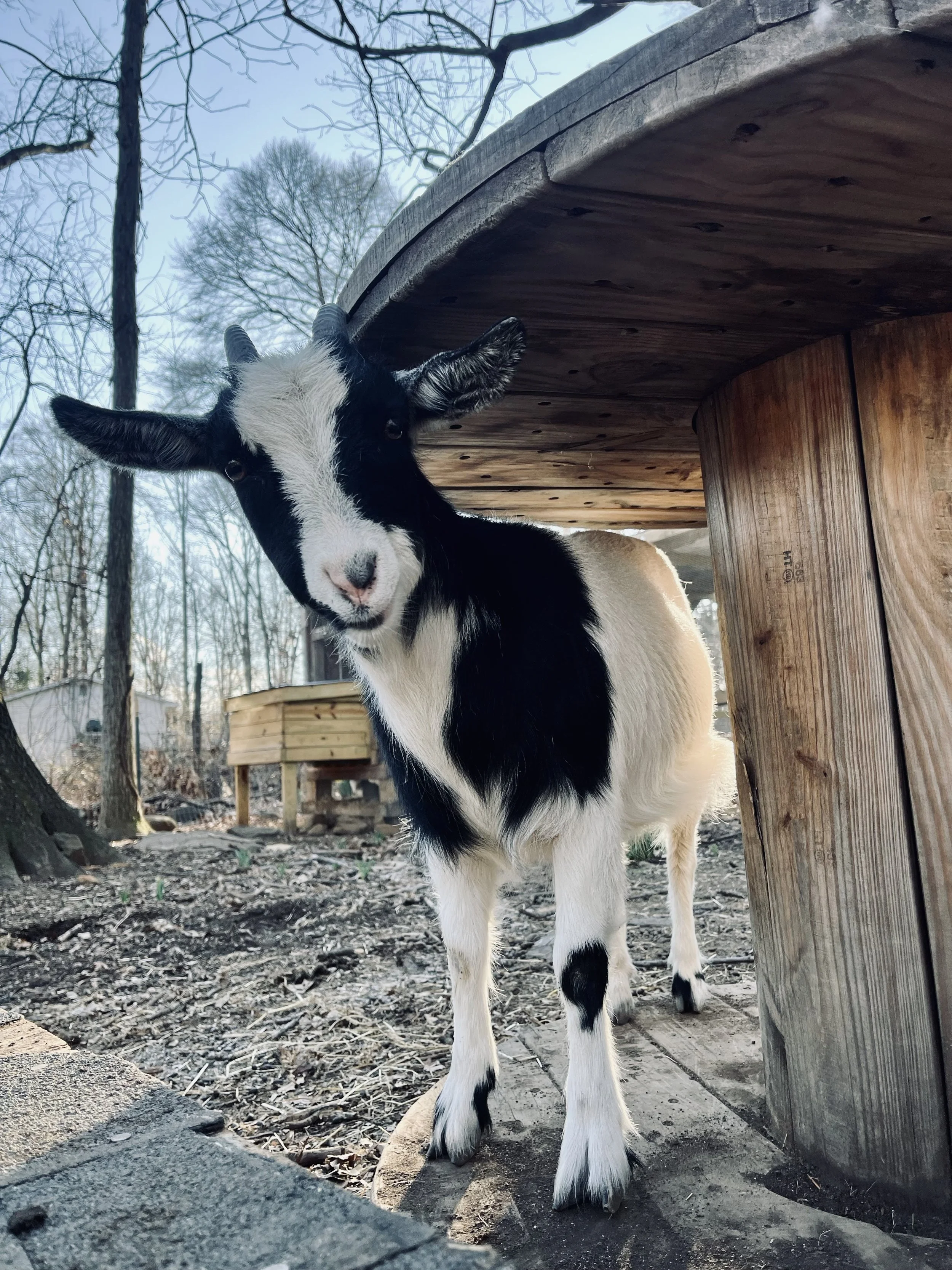 Black and white goat standing under a wooden structure in an outdoor setting with leafless trees in the background.
