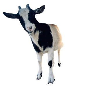 A young black and white goat standing and looking at the camera.