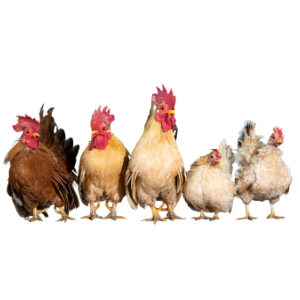 A line of five chickens of different colors and breeds standing on the ground.