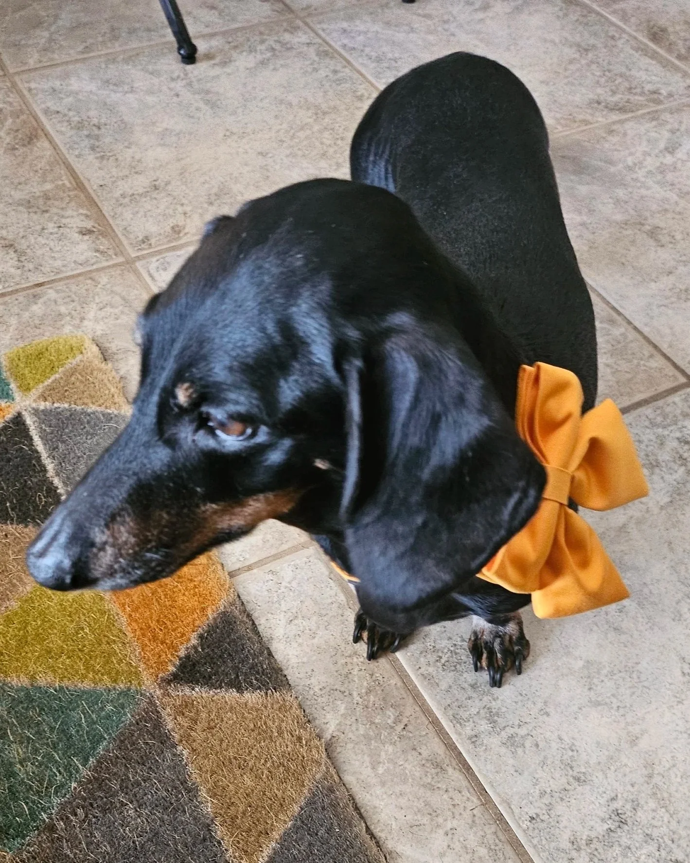 A black and tan Dachshund wearing an orange bow tie standing on tiled floor near a colorful rug.
