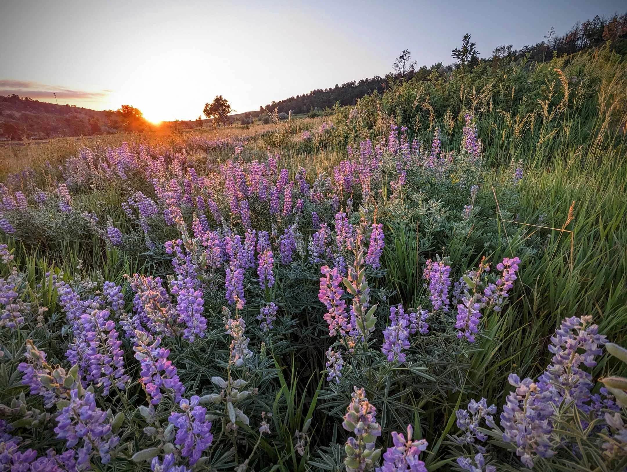 Sunset over a field of purple wildflowers and tall grasses with trees and hills in the background.