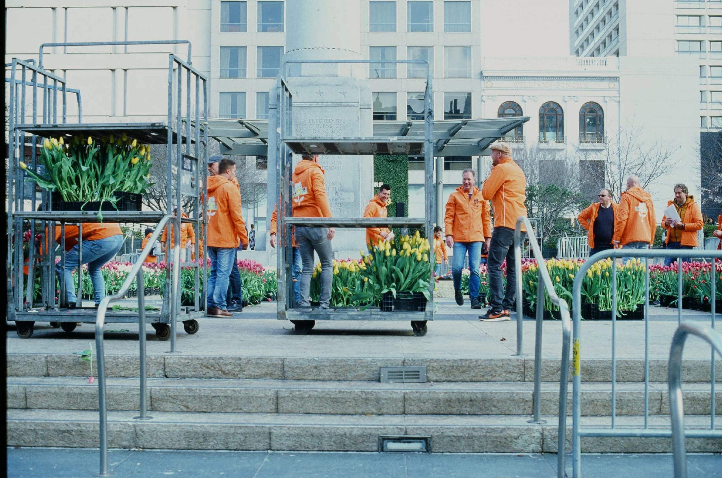 People in orange jackets arranging potted yellow tulips on outdoor steps, with more tulips in the background and tall buildings around.