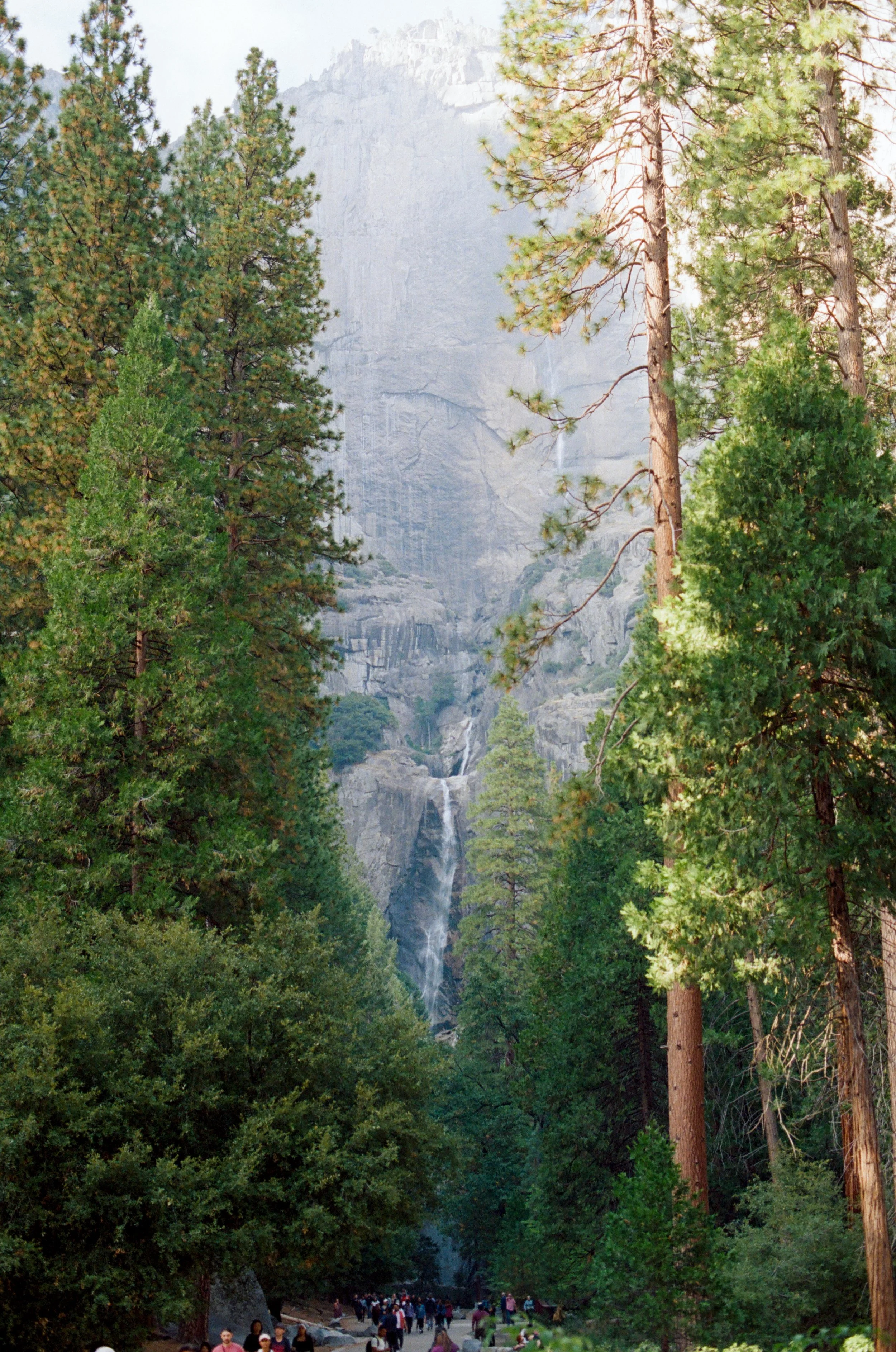 A scenic view of a lush forest with tall pine trees and a waterfall cascading down a rocky cliff in the background, with people walking along a dirt path at the forest floor.