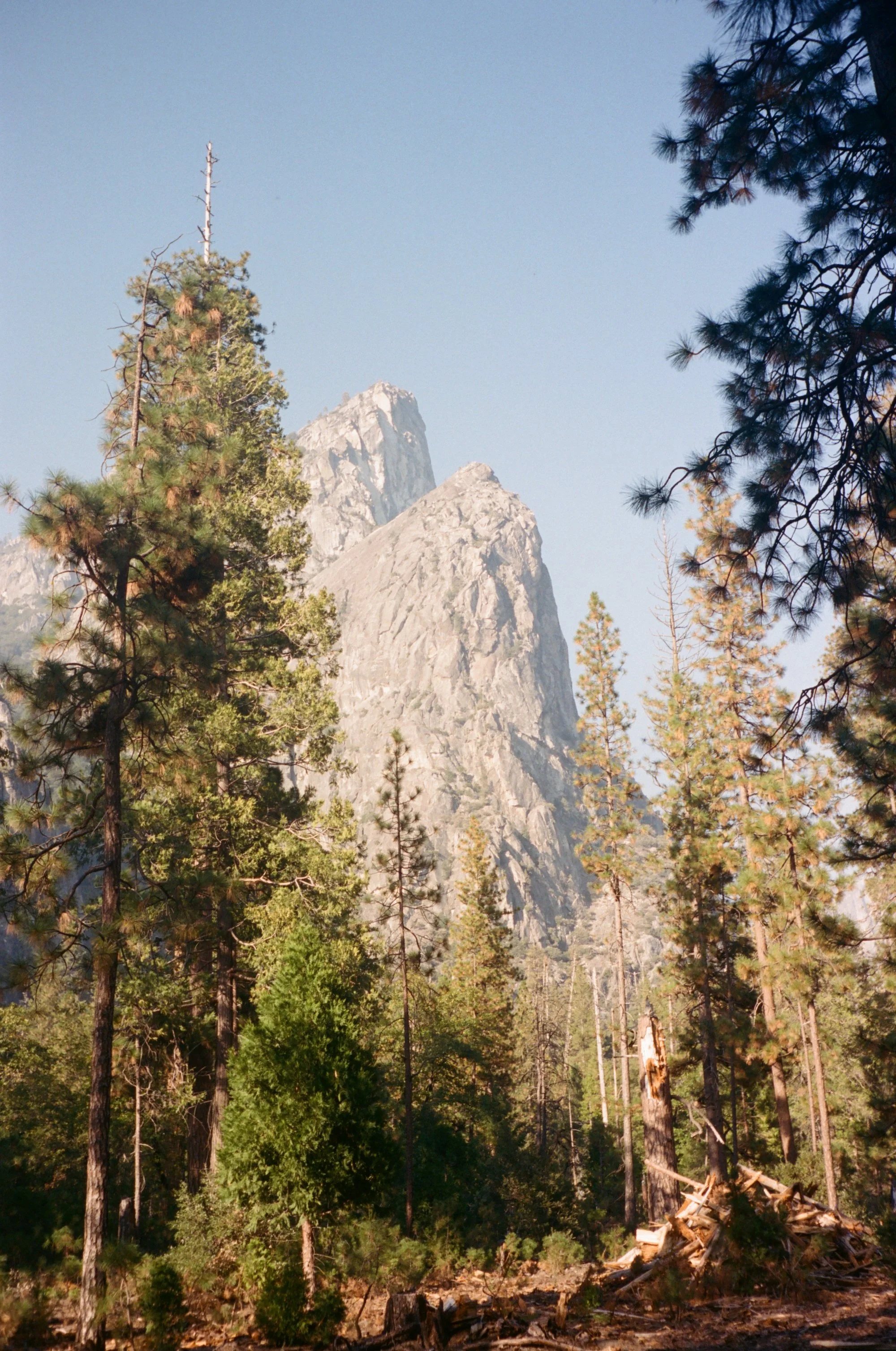 A mountain landscape with tall pine trees and rocky peaks in the background under a clear blue sky.