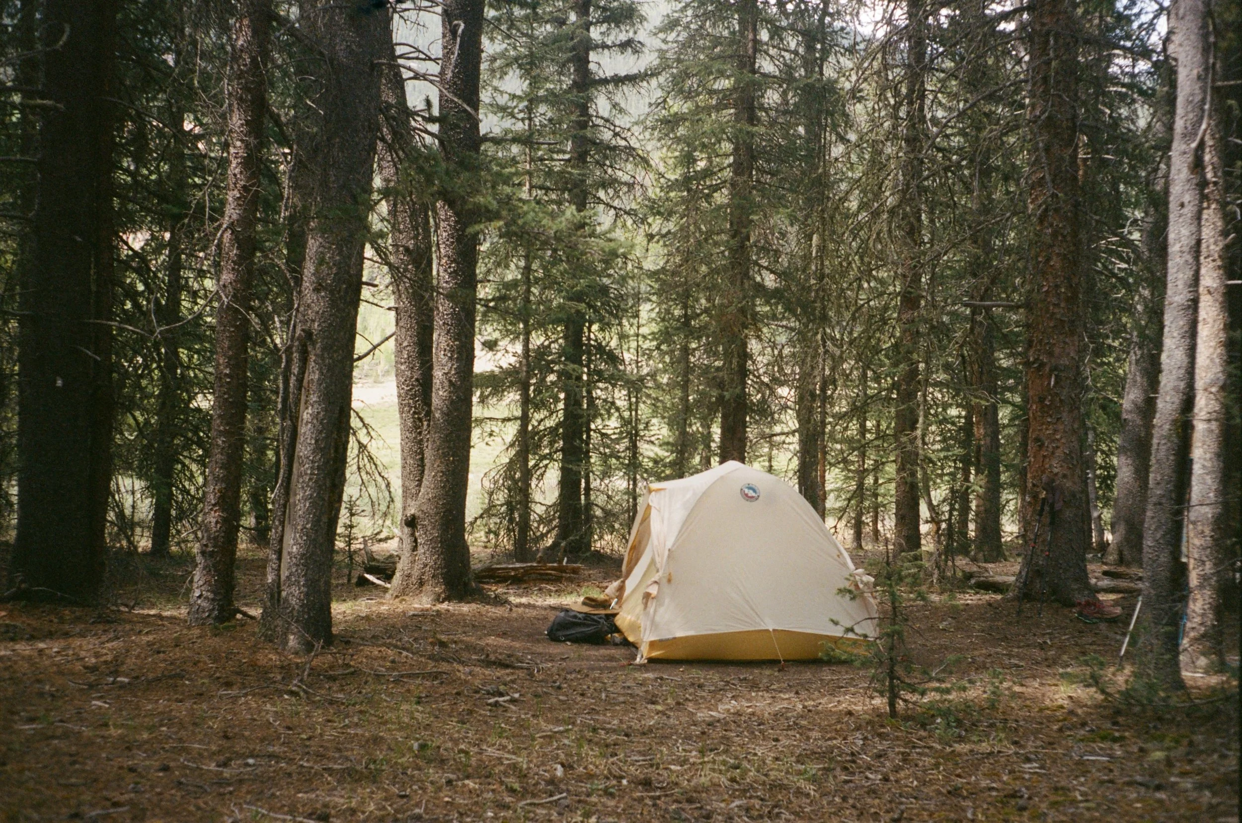 A tent set up in a forest with tall trees and sunlight filtering through the branches.