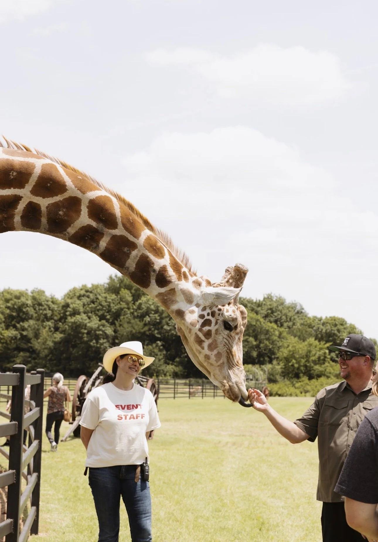 A giraffe is reaching out to a man in a gray shirt, who is holding its tongue, in an outdoor setting with green trees and a fence. Several people are in the background, including a woman in sunglasses and a white shirt that reads 'EVENT STAFF' and a woman with a hat. The sky is partly cloudy.