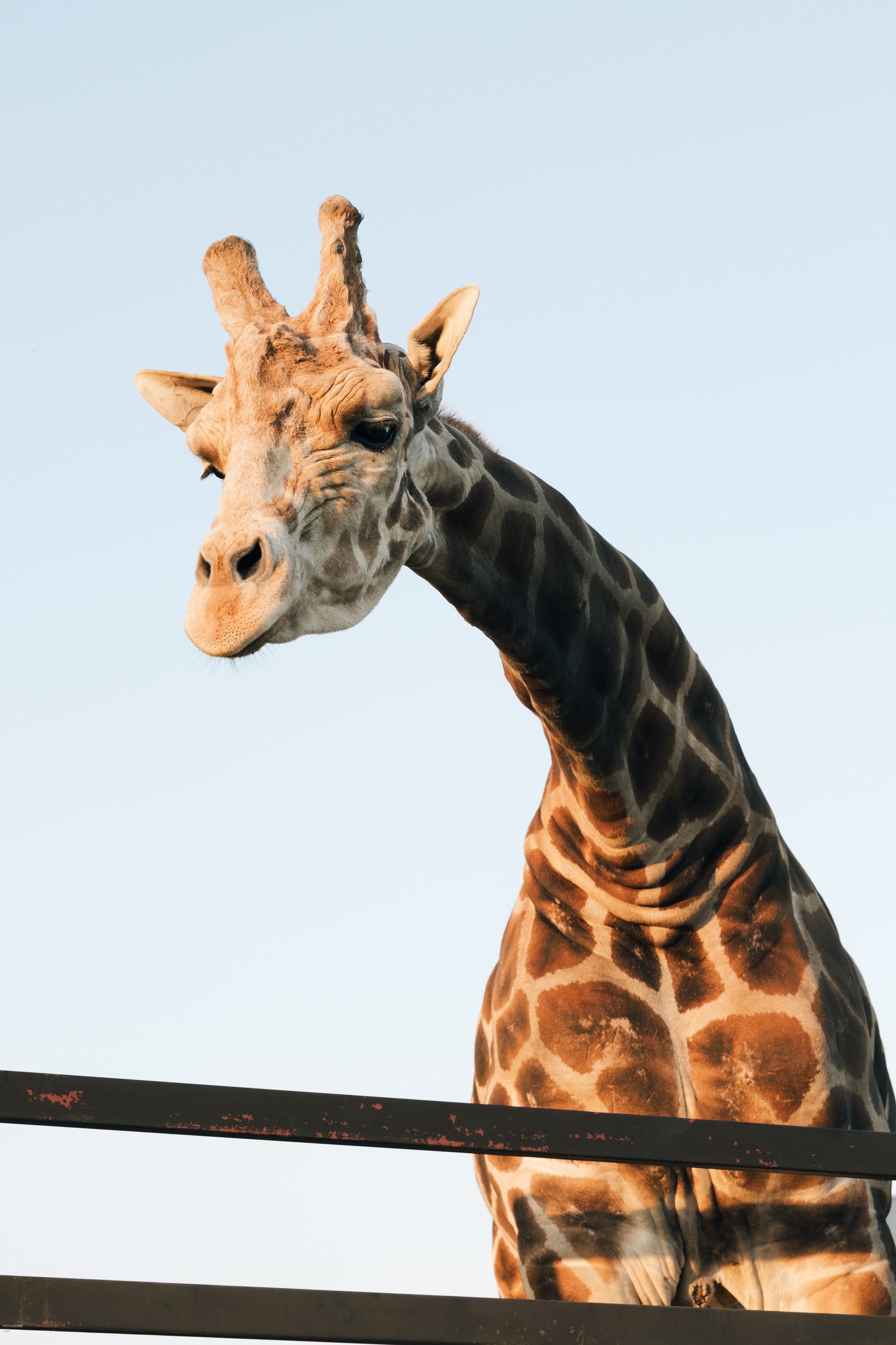 A giraffe with distinctive patches and long neck standing against a clear blue sky.