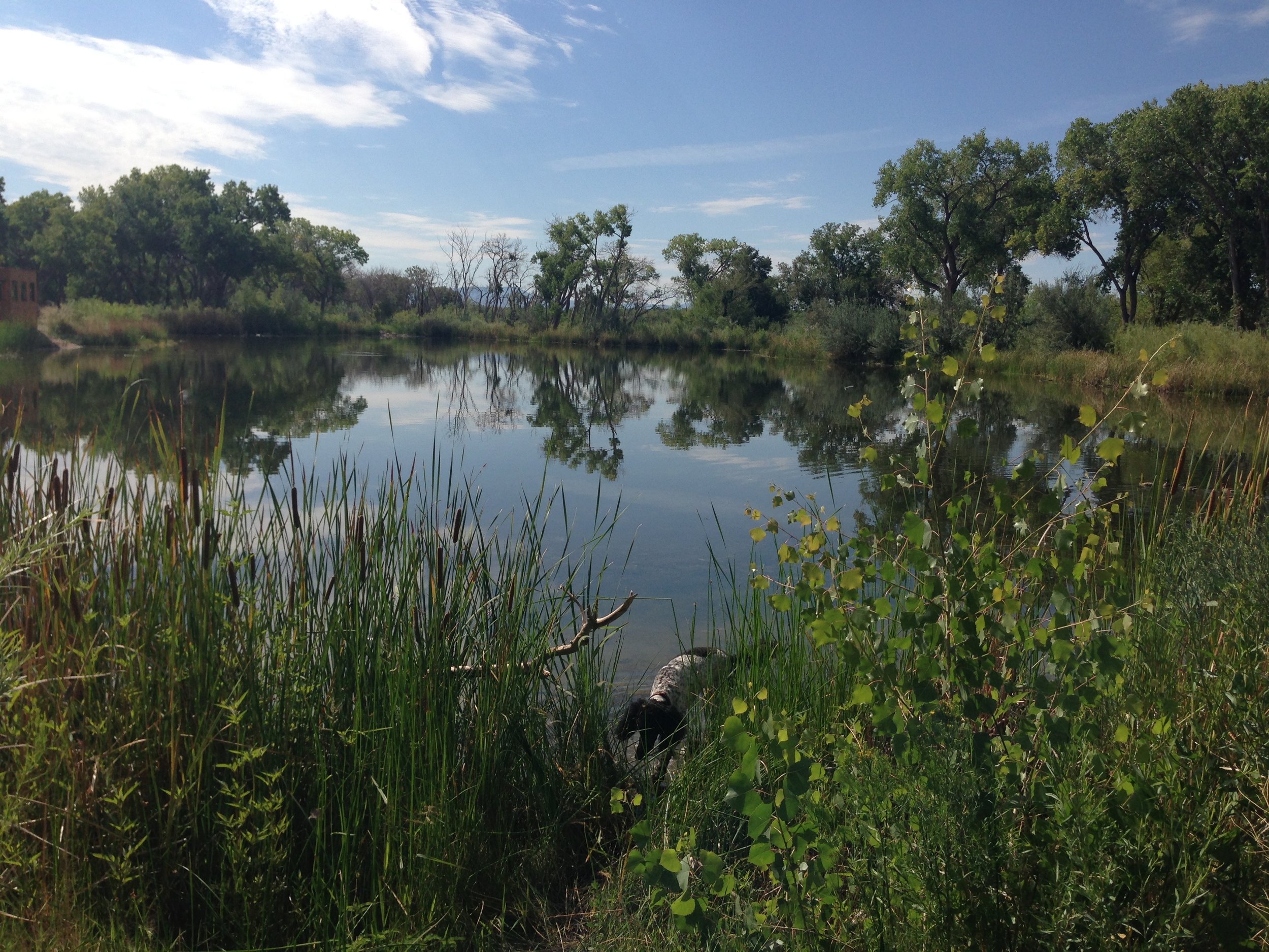 Nonprofit + Election Law