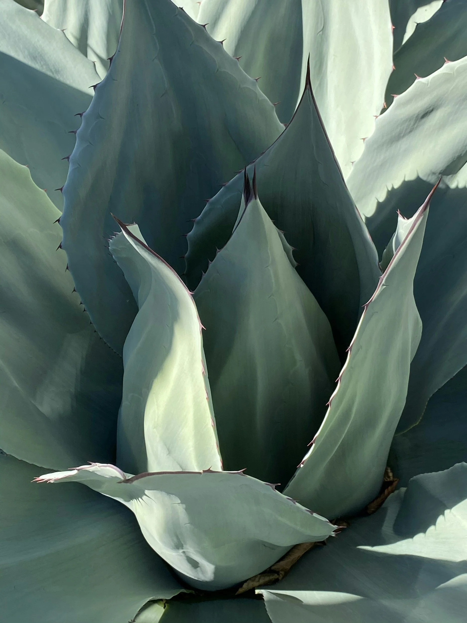 Drought-tolerant landscaping at Walnut Crossing Pasadena