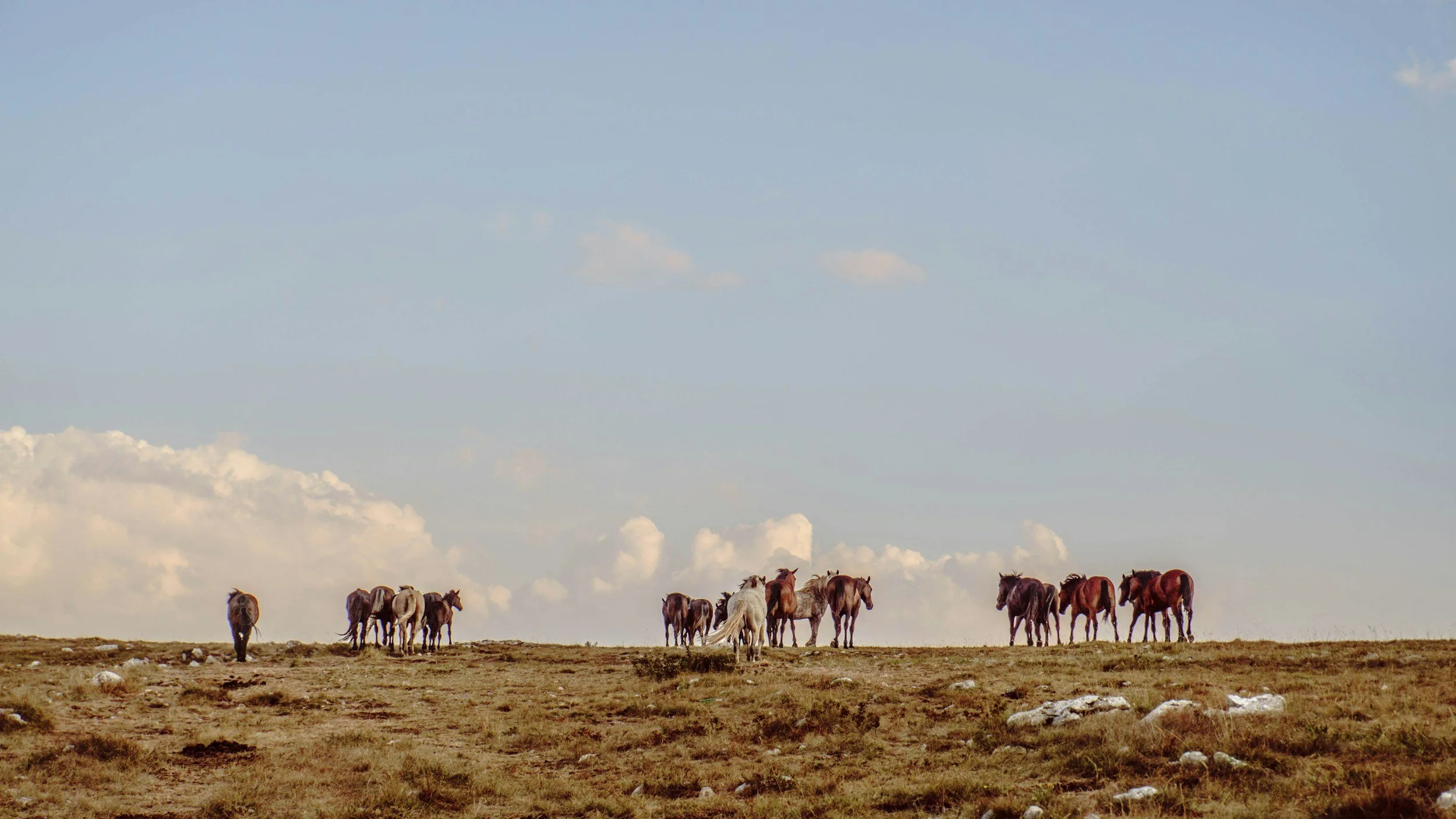 Group of horses grazing on a grassy plain under a blue sky with scattered clouds.