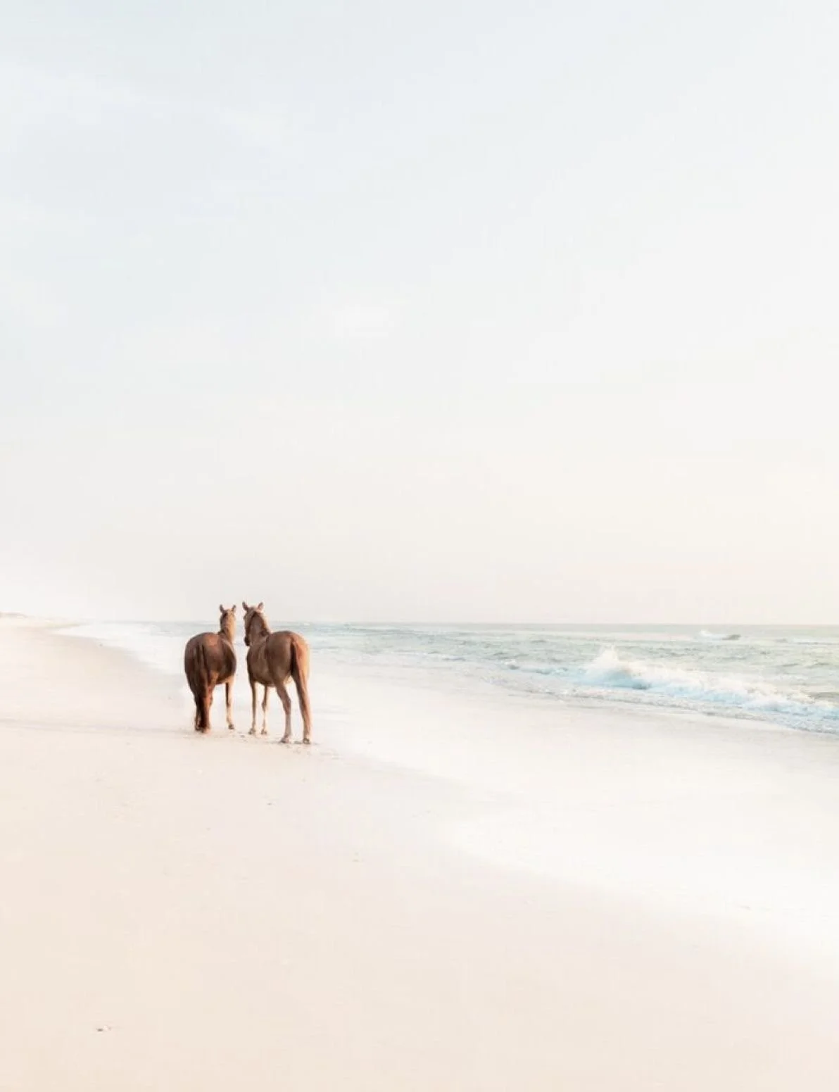 Two horses walking on a sandy beach near the ocean, with waves in the background under a cloudy sky.