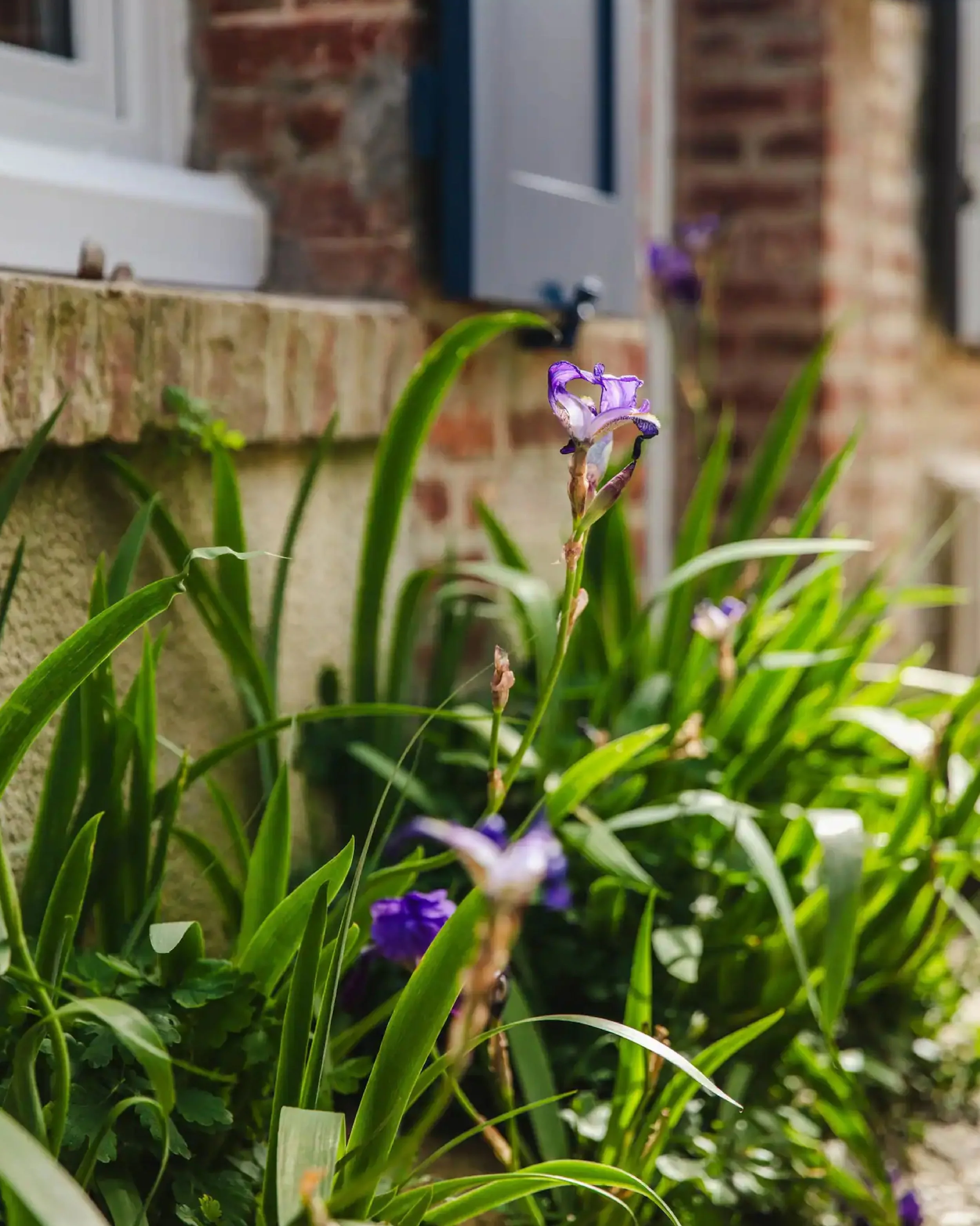 Purple iris flower among green leaves and grass, with a brick wall and window in the background.