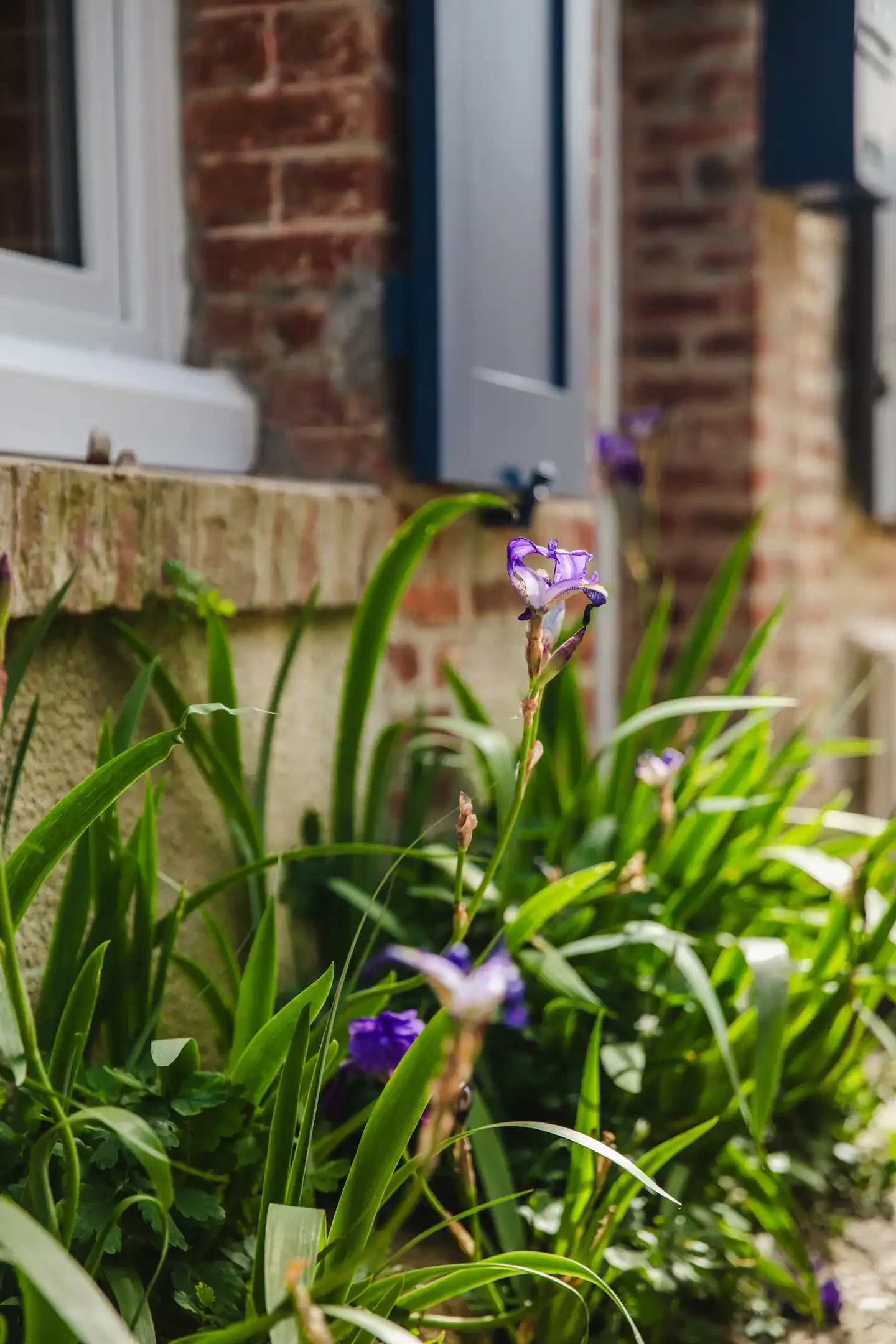 A close-up of purple irises growing in a garden bed in front of a brick house with a white-framed window and gray shutters.