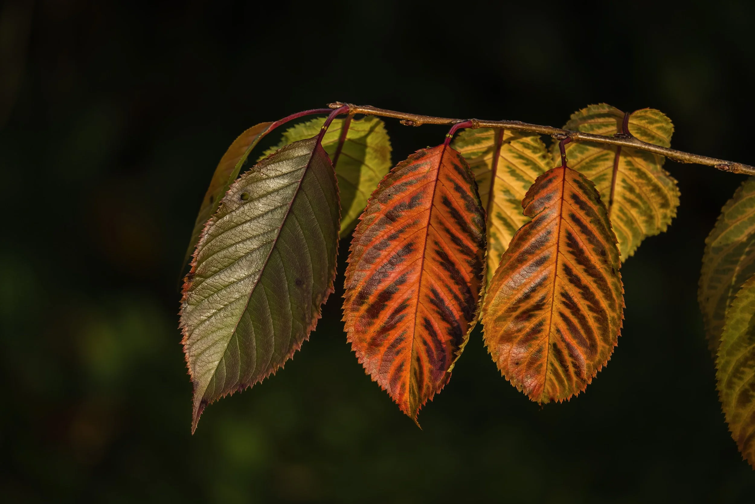 A close-up of autumn leaves showing various shades of green, yellow, orange, and red, hanging on a thin branch against a dark, blurred background.