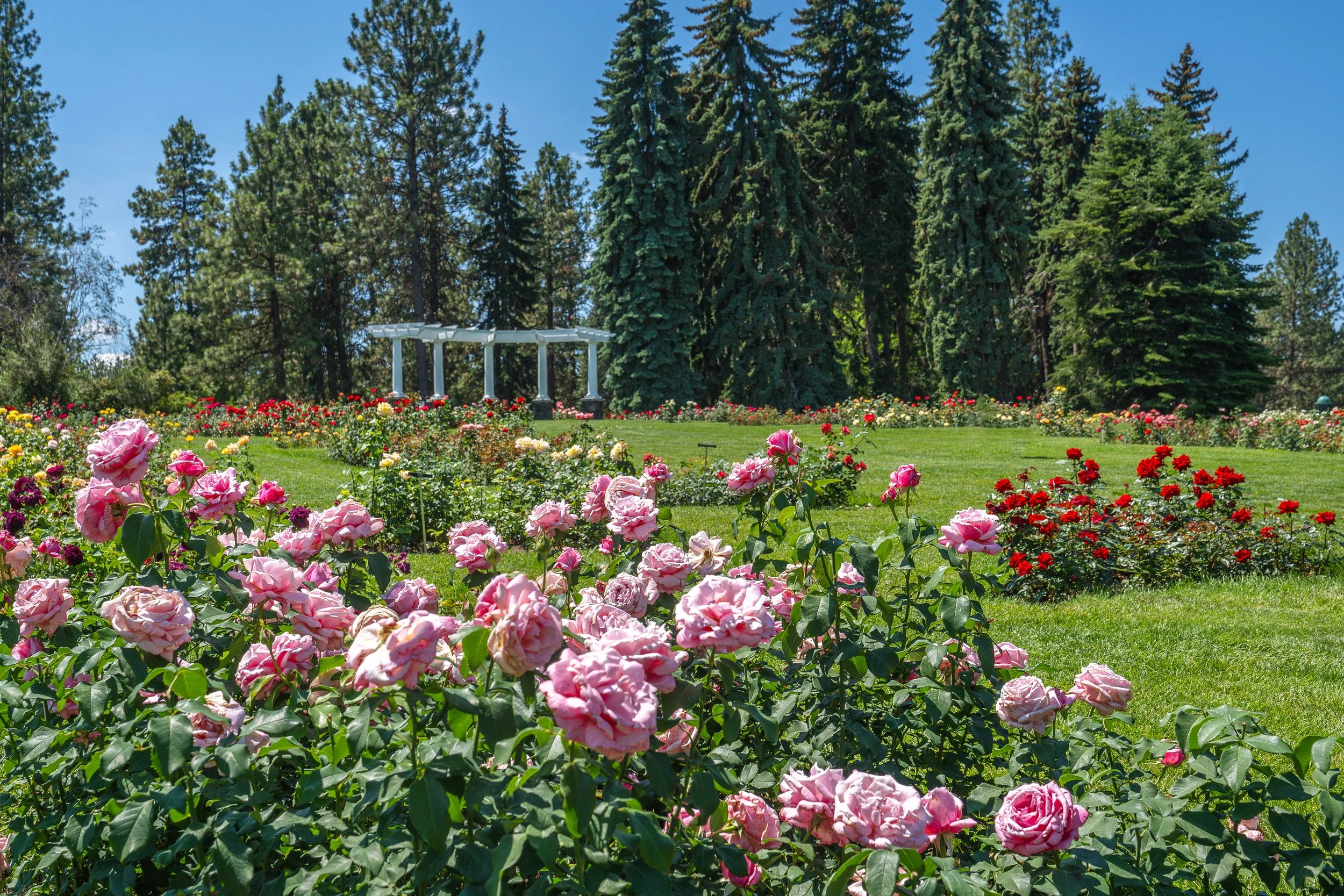 A vibrant garden filled with pink, red, and yellow roses in full bloom, with tall green pine trees and a bright blue sky in the background.