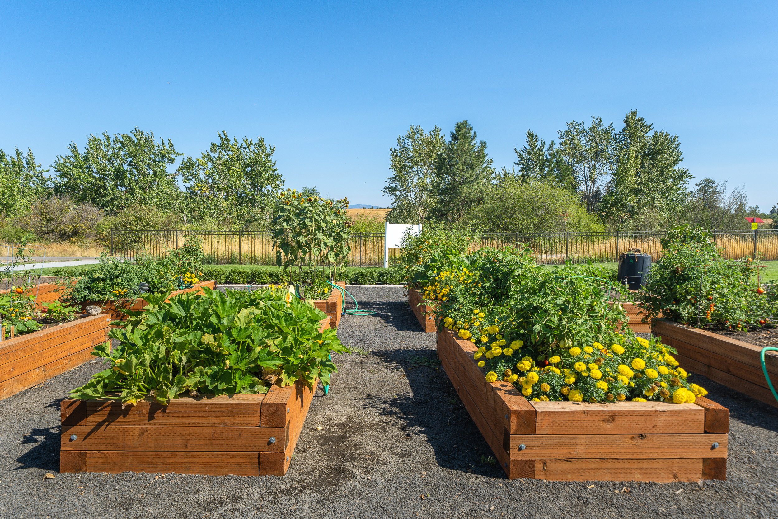 A vegetable garden with wooden raised beds filled with leafy greens and yellow flowers, bordered by a gravel path, with trees and blue sky in the background.
