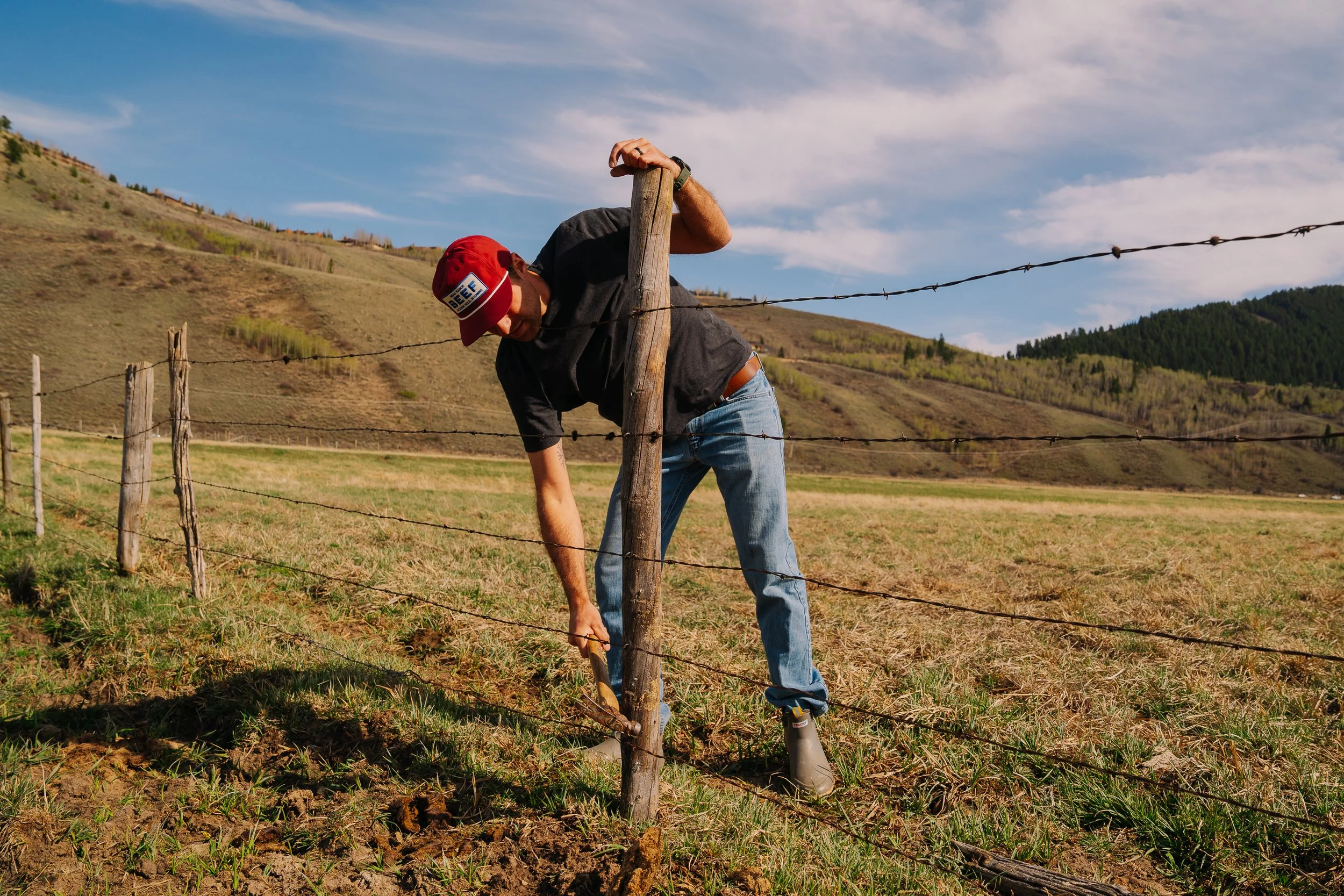A man planting a tree in a rural area using a shovel, surrounded by rolling hills and a barbed wire fence, under a partly cloudy sky.