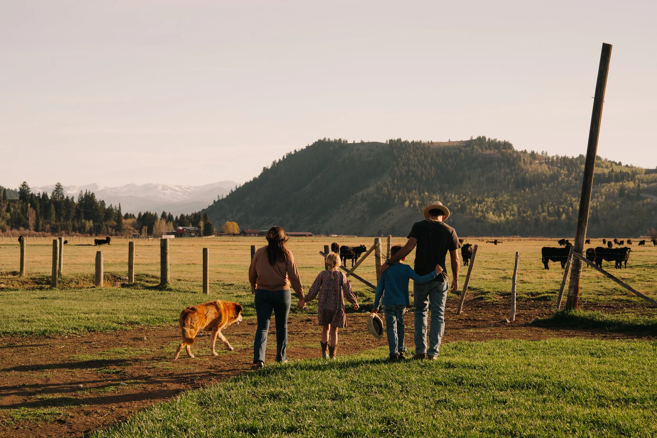 A family walking through a farm field with cattle grazing, mountains in the background, and a large utility pole to the right.