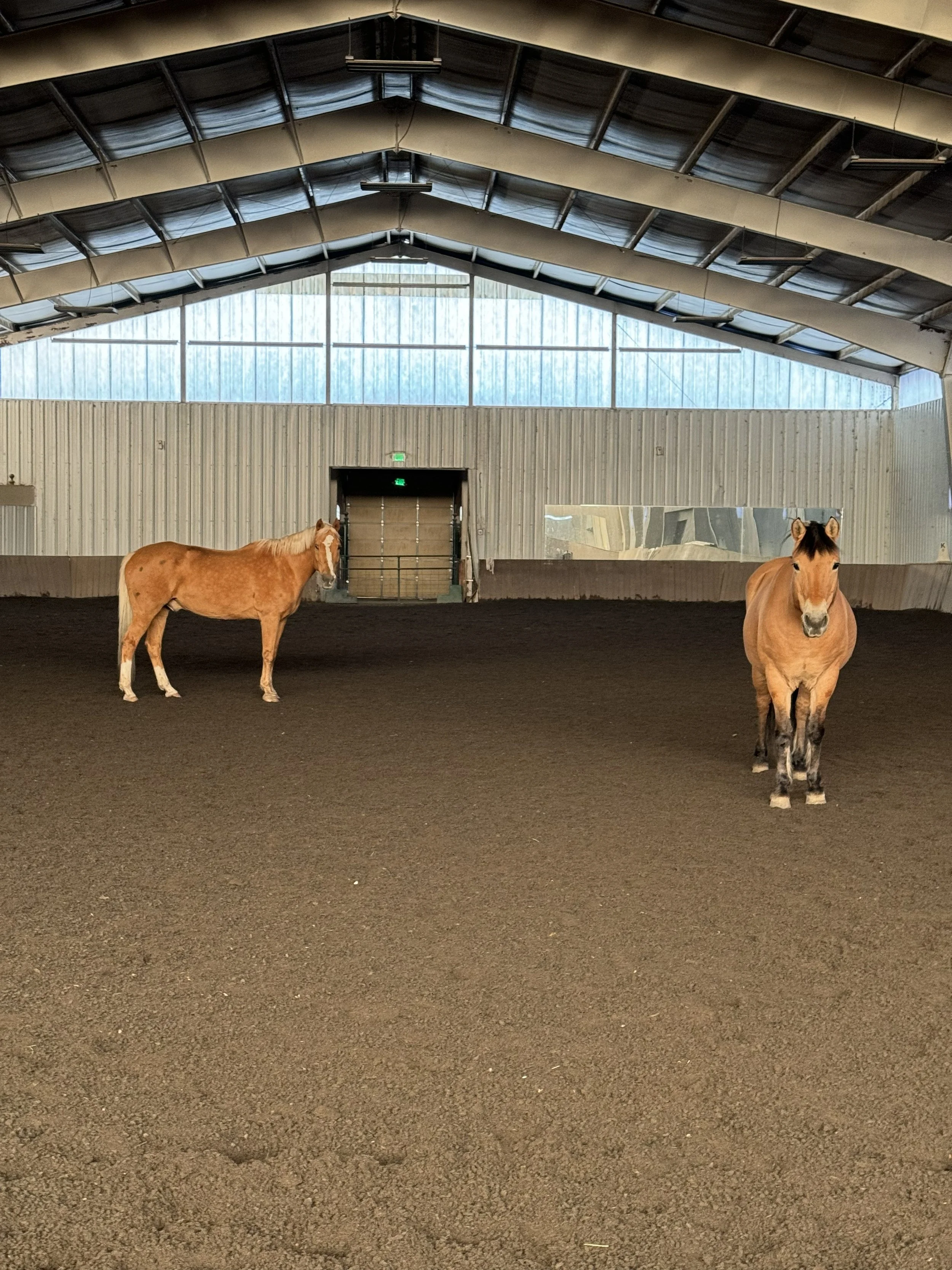 The Healing Power of Horses: Why the Barn Might Be the Best Thing for Your Mental Health