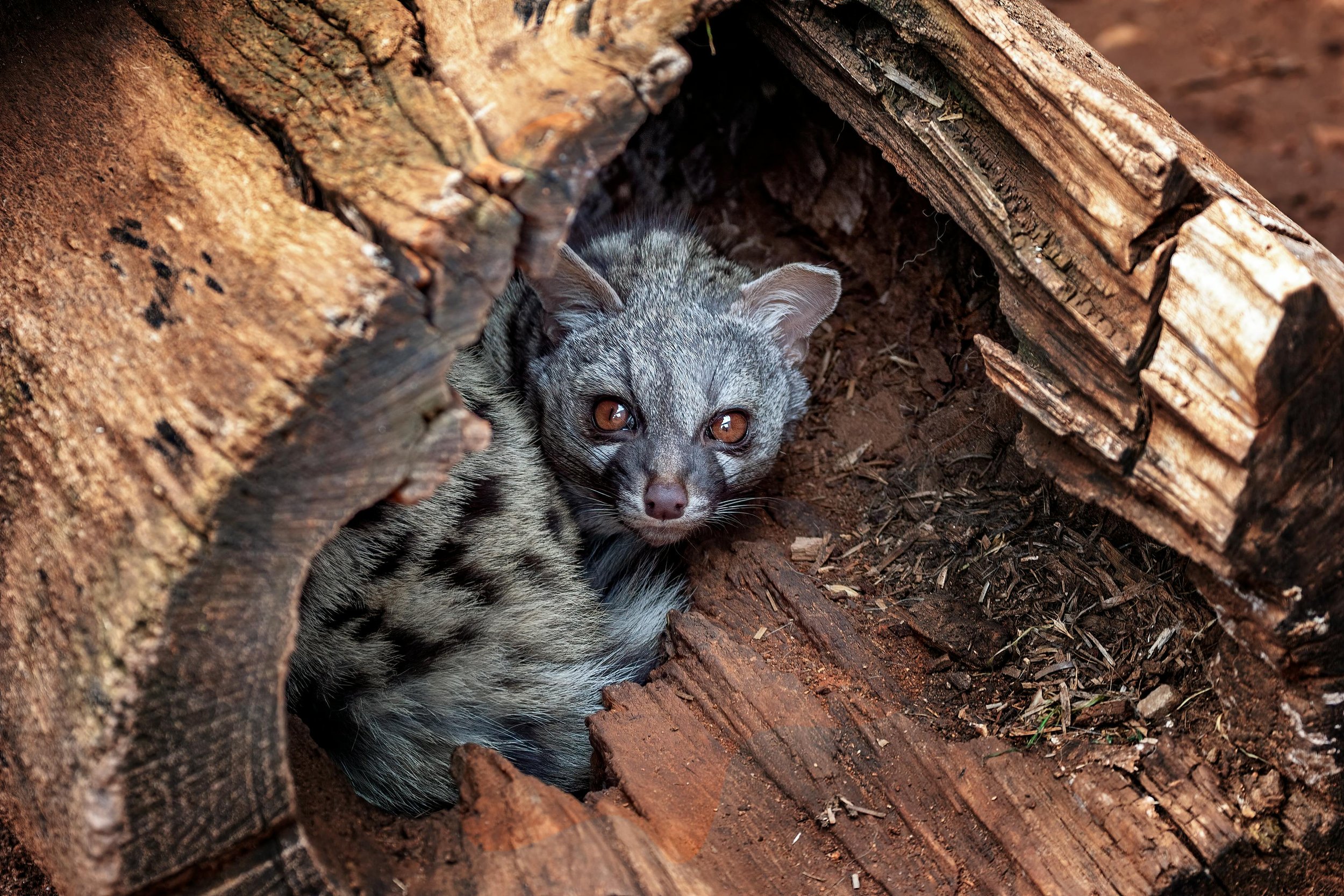 Crappy Cappuccinos: A Welfare Assessment Of Kopi Luwak Production
