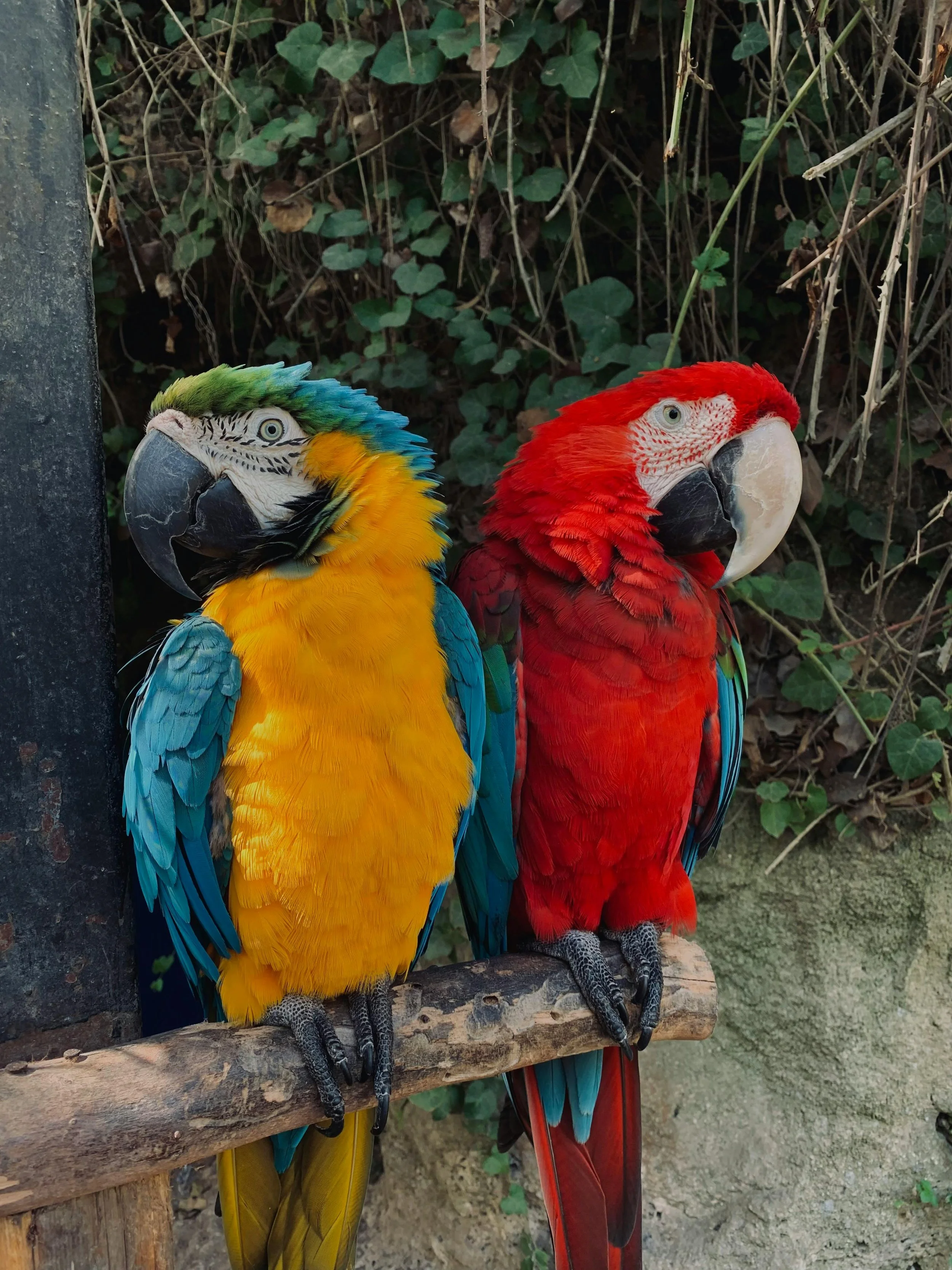 Why Do Some People Choose Ethical Animal Tourism And Others Don’t?