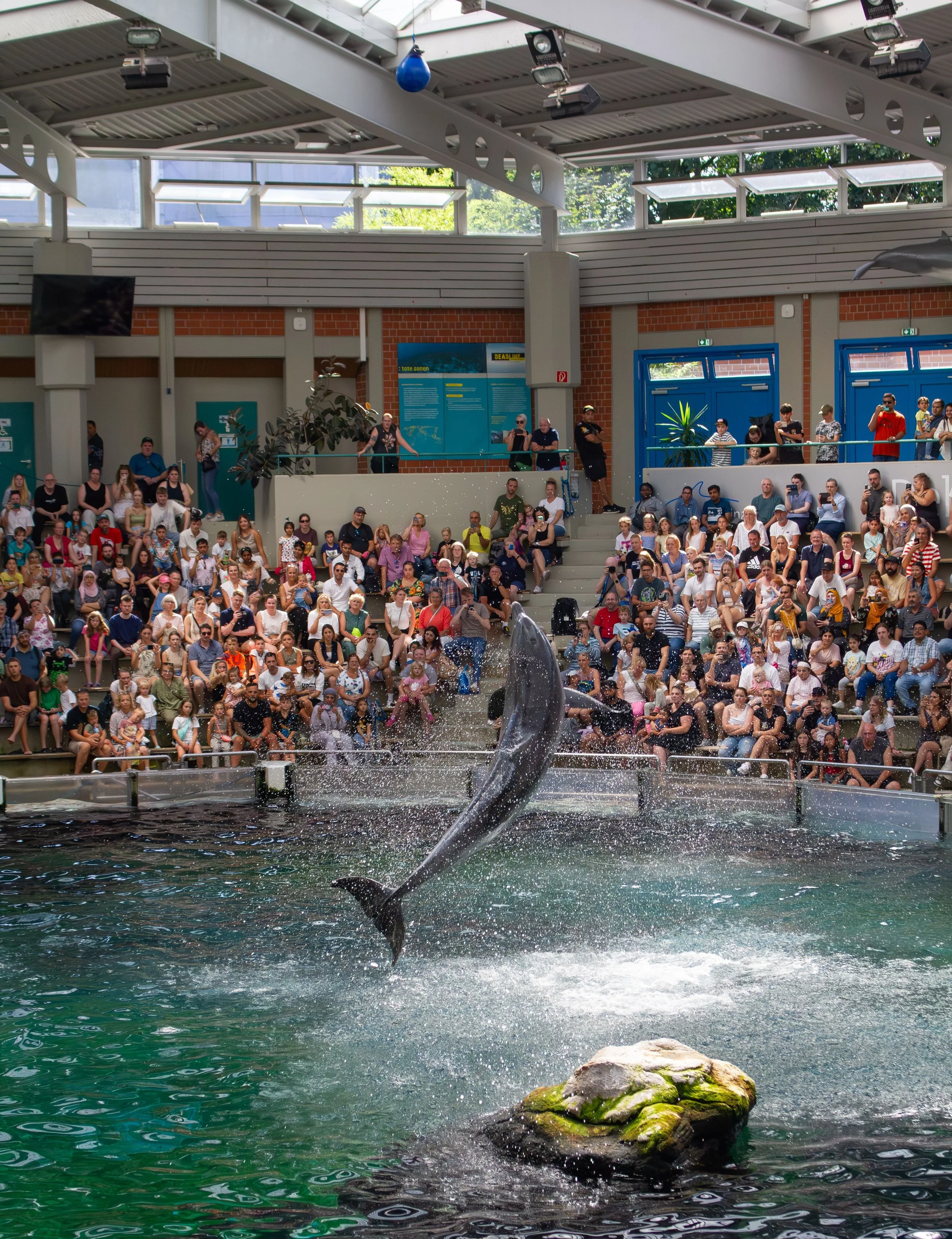7 Reasons Why You Should Avoid Dolphinariums